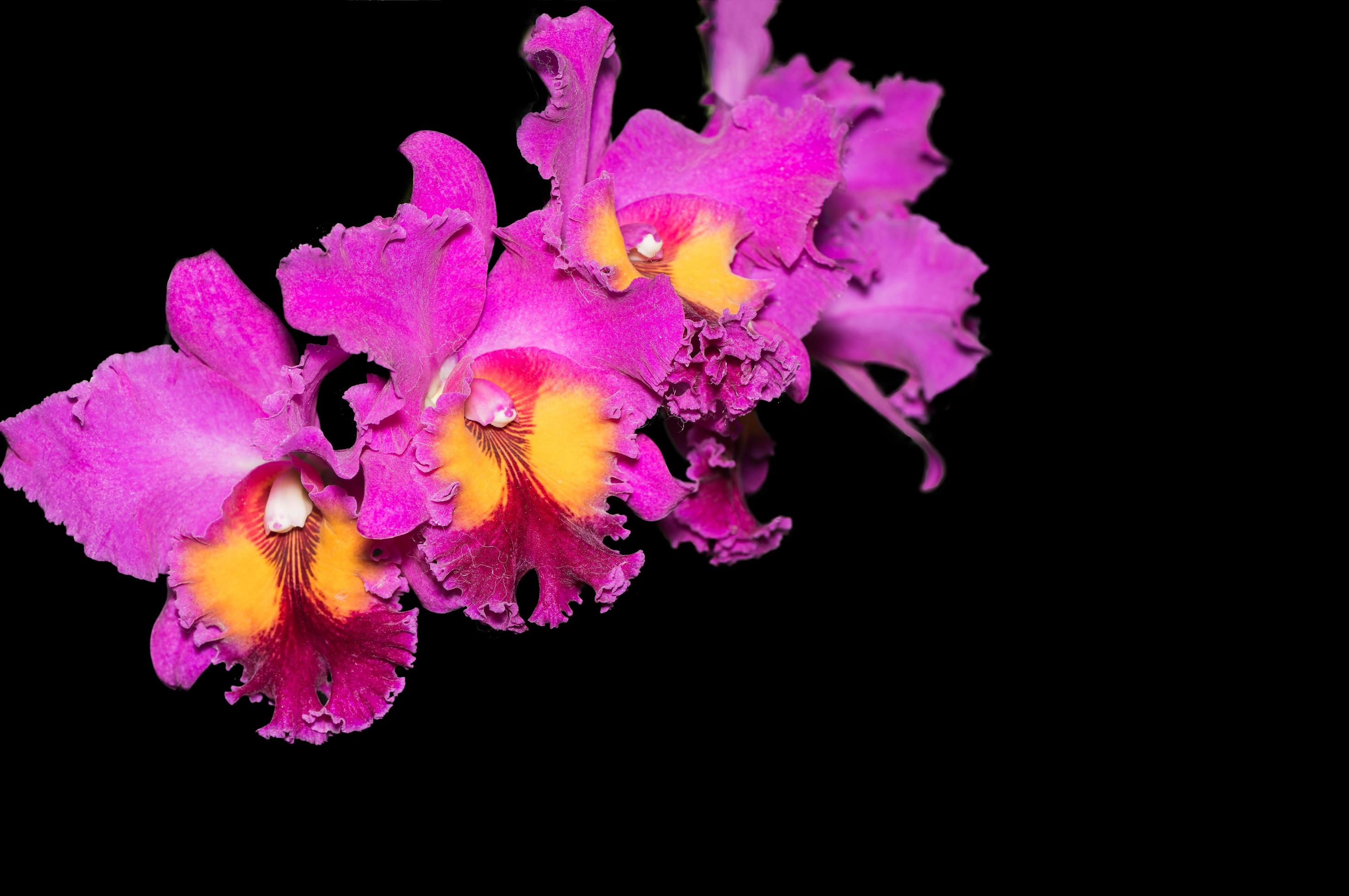 Hybrid vivid pink cattleya orchid flower isolated Stock Free