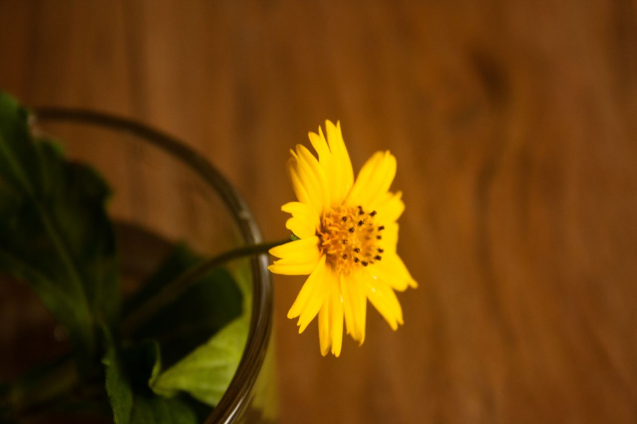 Yellow Flower Glass Stock Free