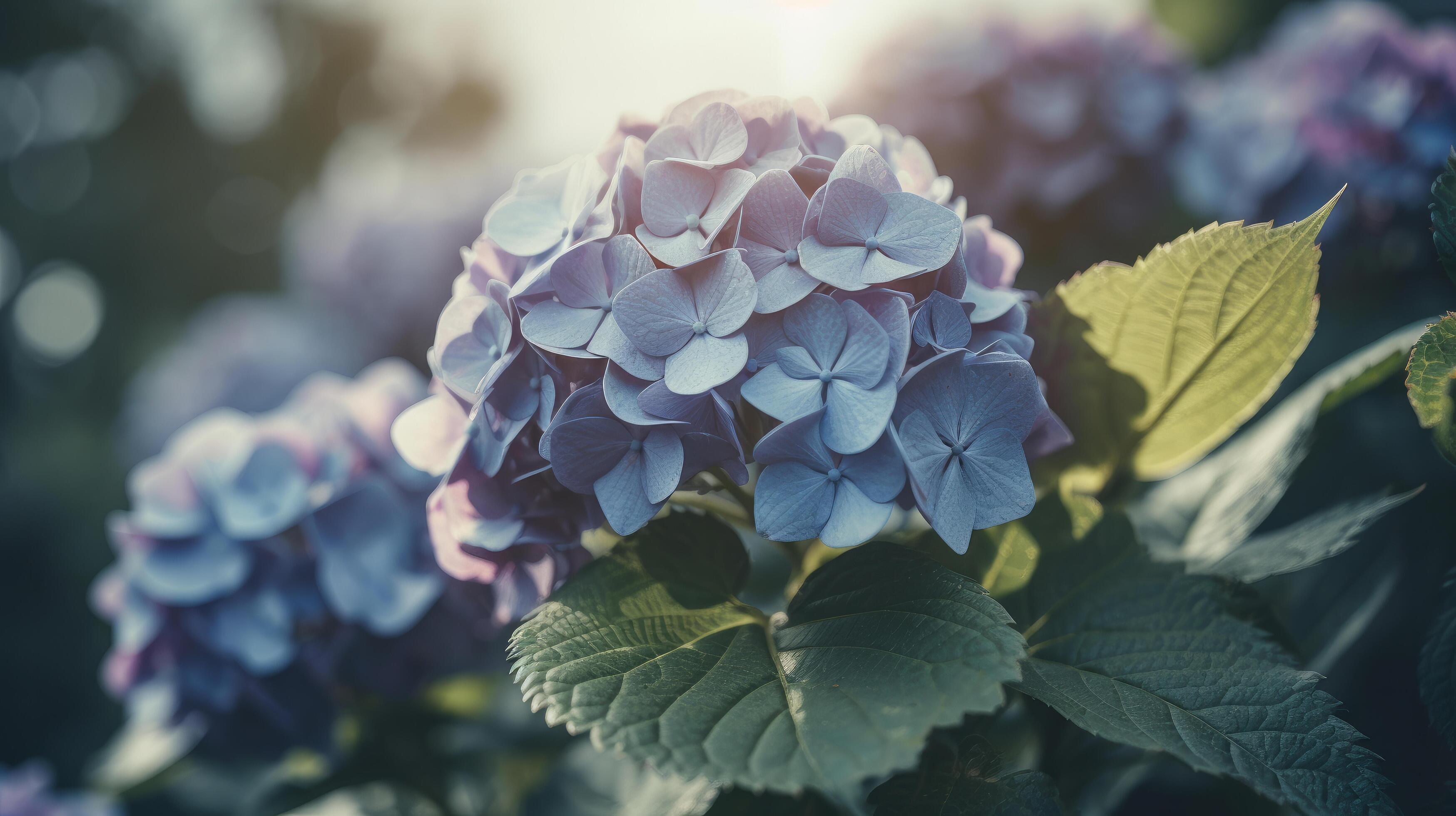 Hydrangea flower background. Illustration Stock Free