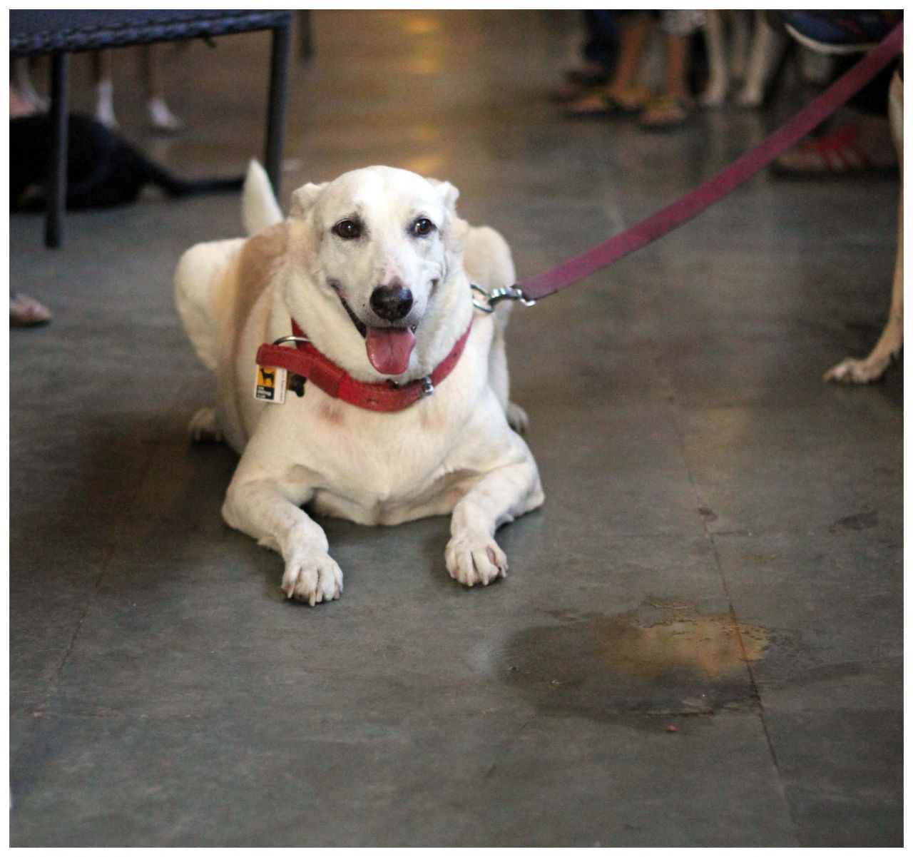 White Dog Sitting Stock Free