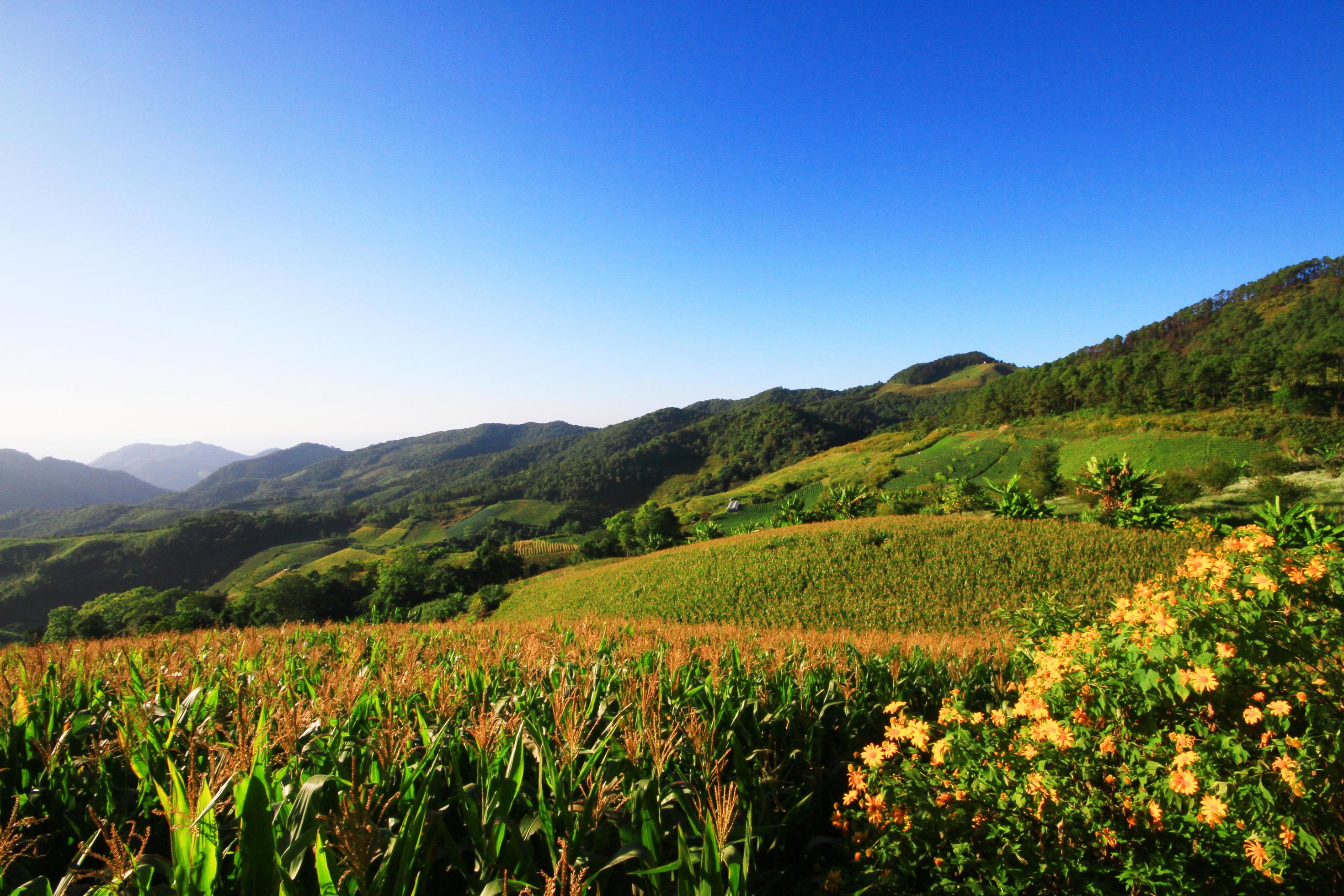 Landscape Corn farm and Mexican sunflower field with blue sky on the mountain, Thailand Stock Free