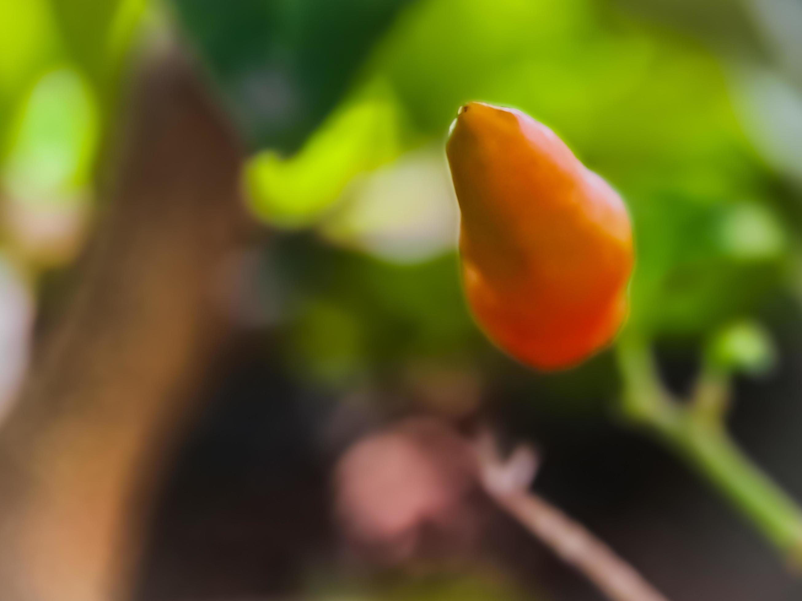 Little red cayenne pepper on organic garden farm. plants that are food and plants Stock Free