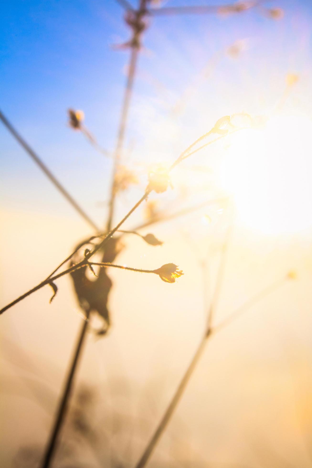 Silhouette golden light with blurred wild grass flowers in sunset blossom with bluesky in forest. Stock Free