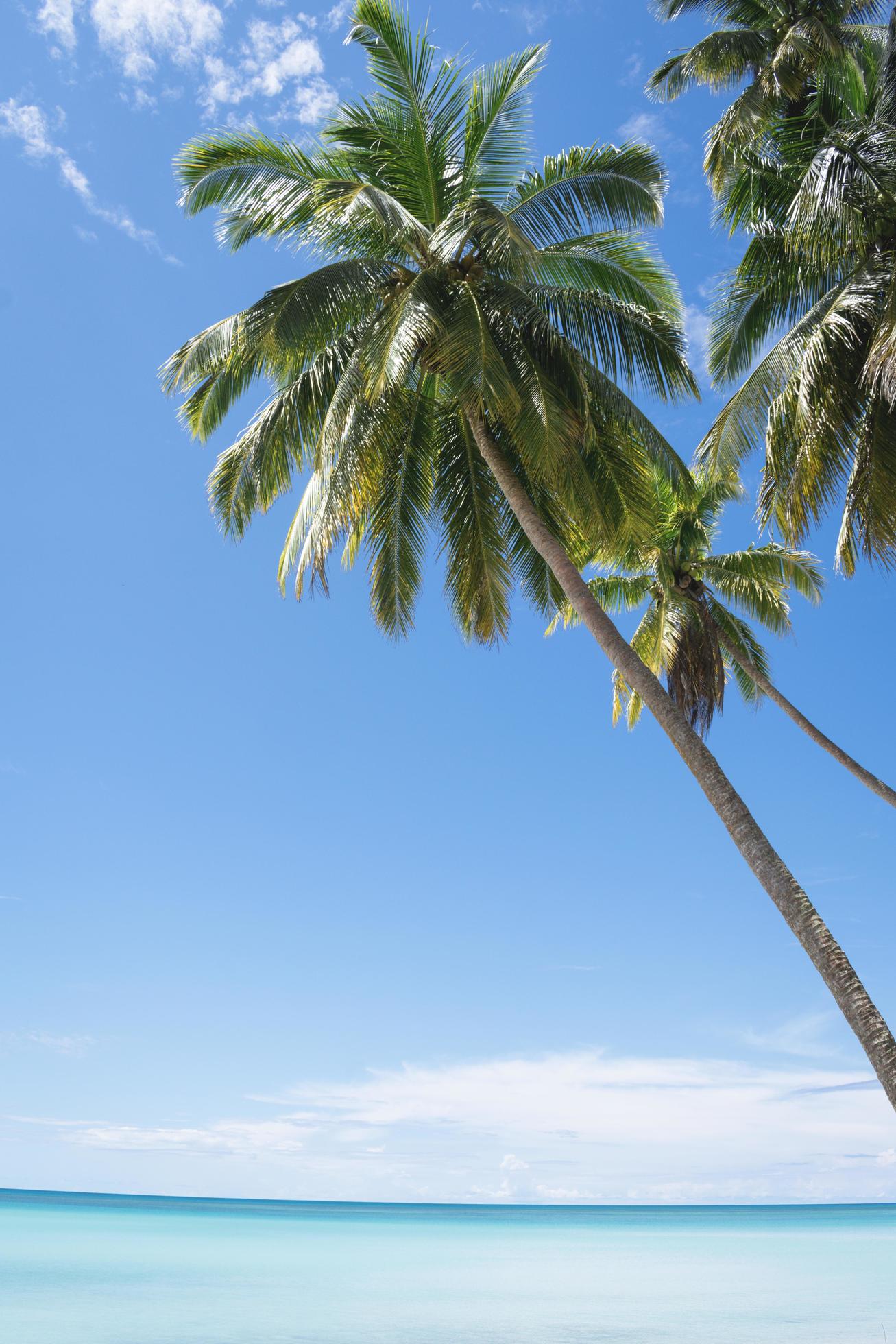 the coconut tree at the beach Stock Free