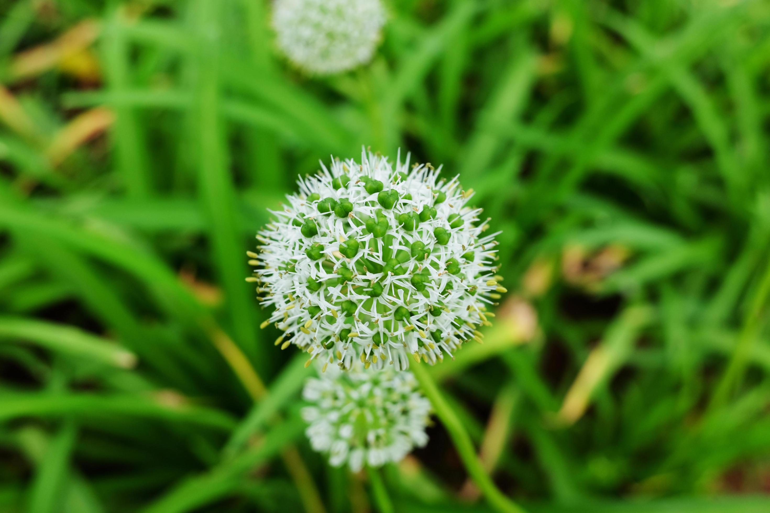 Blooming white flowers in meadow Stock Free