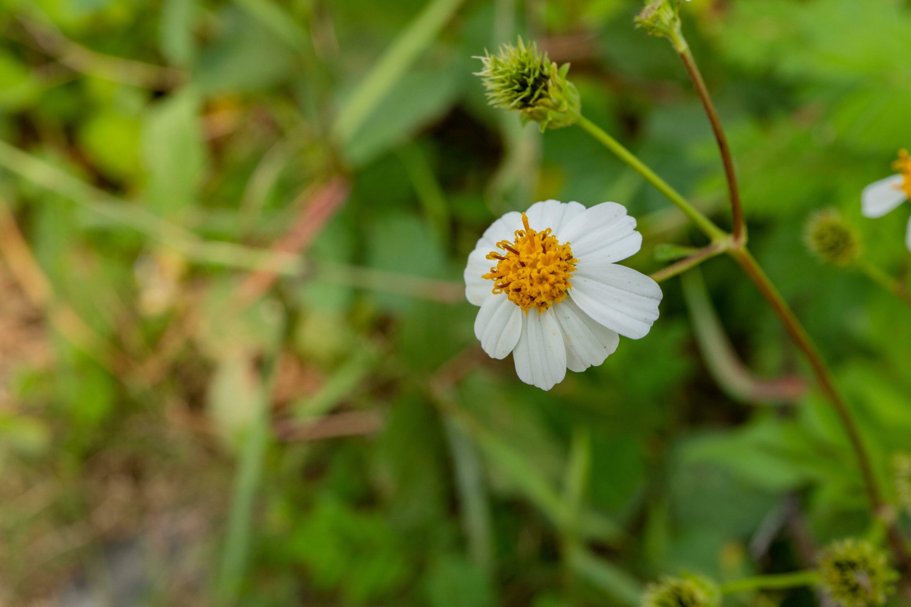 Wild white flower when is blossom at the spring time. The photo is suitable to use for botanical flower content media and nature background. Stock Free