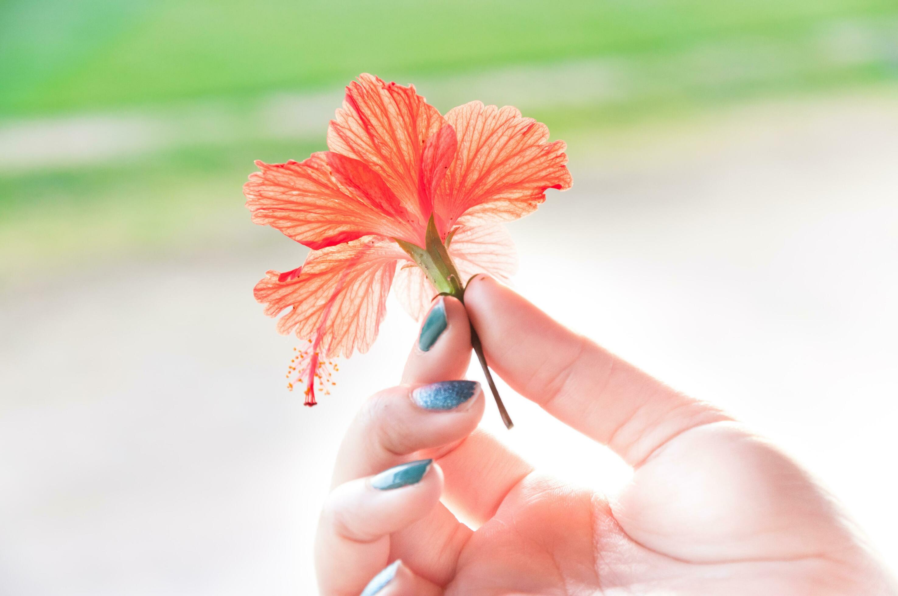 hands Woman holding hibiscus flowers,hibiscus flower in woman’s hands,Beautiful hibiscus flower on nature background Stock Free