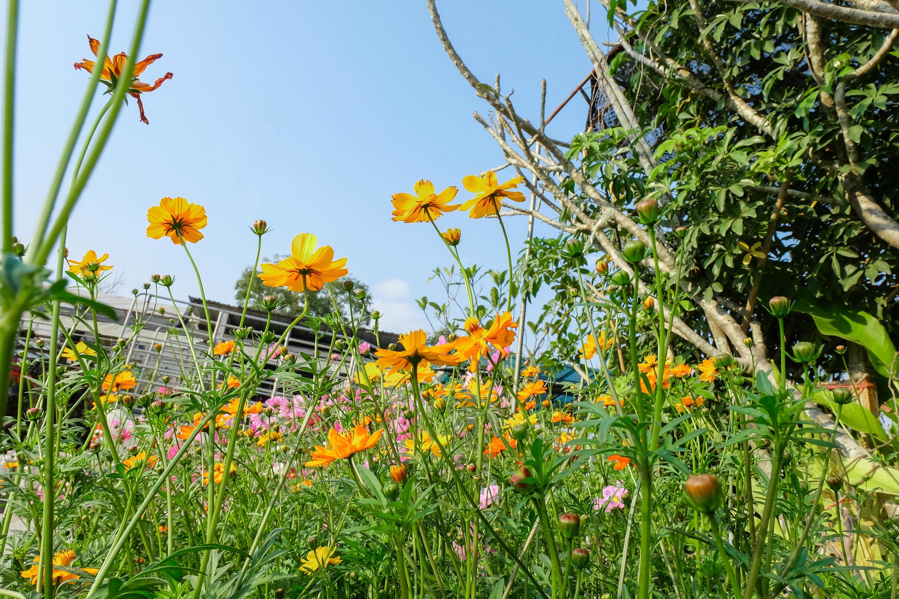 Yellow Cosmos flowers field at out door with blue sky ,nature background. Stock Free