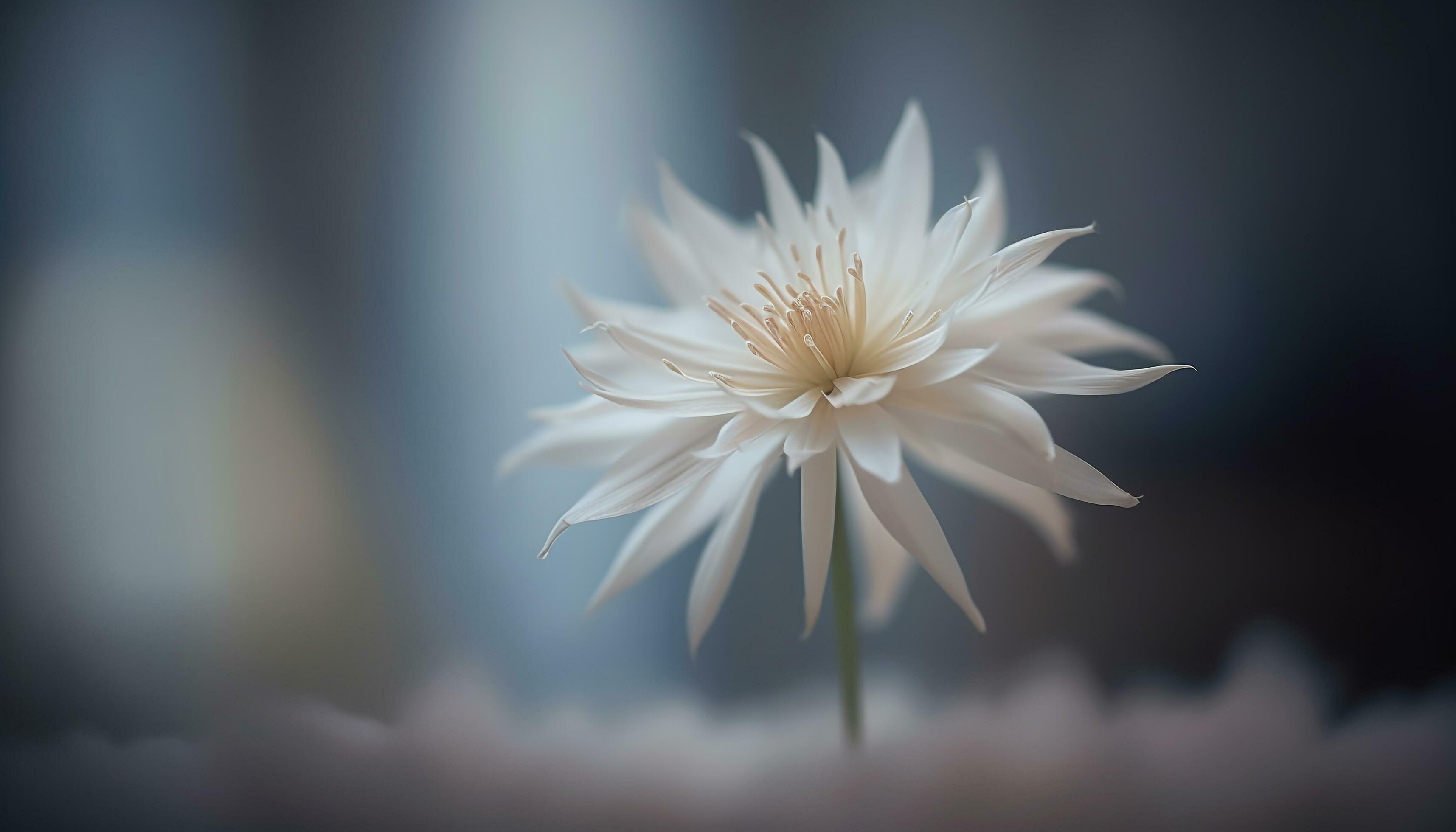 Beauty in nature Close up of single flower petal and leaf generated by AI Stock Free