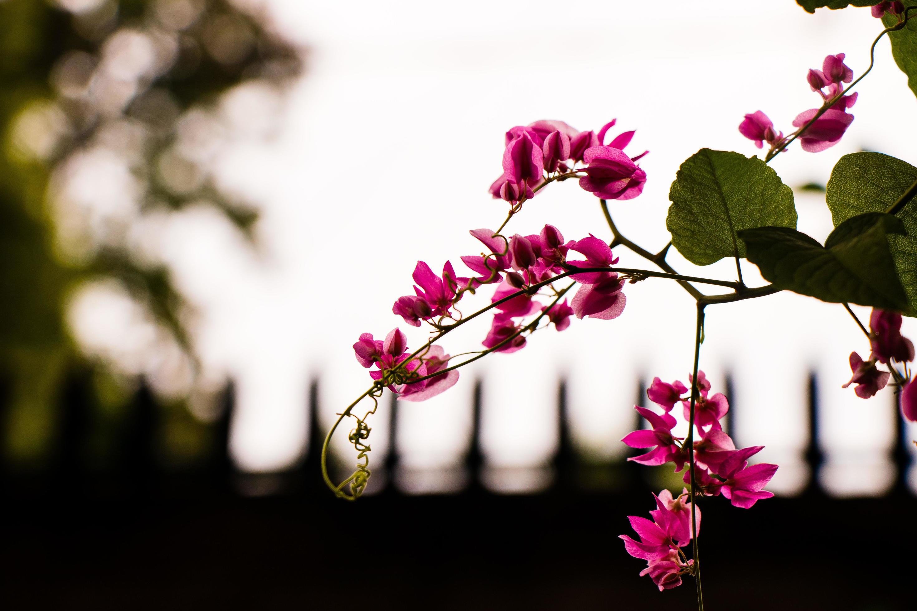 Branch of pink flowers Stock Free