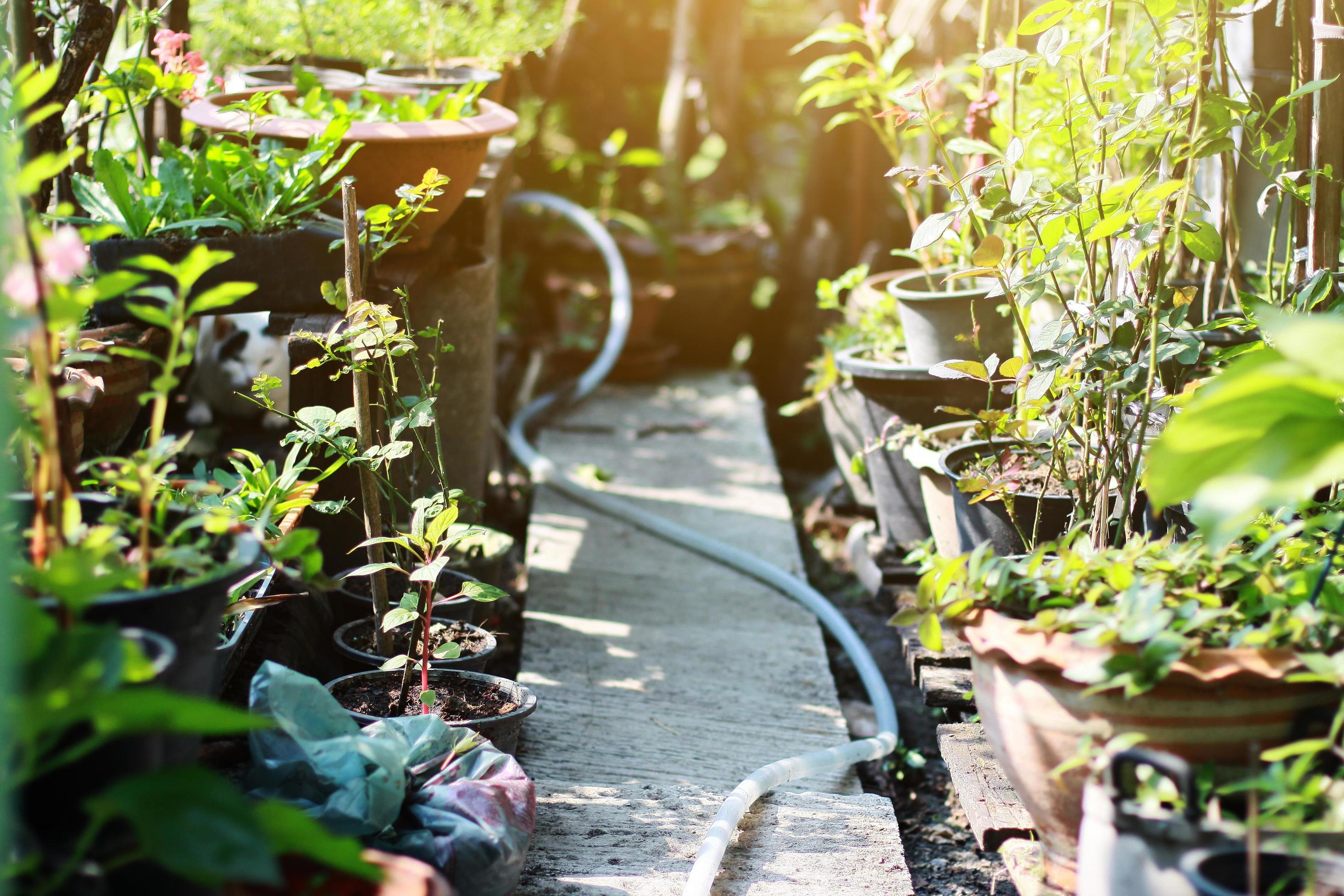 Garden in the morning with sunlight Stock Free