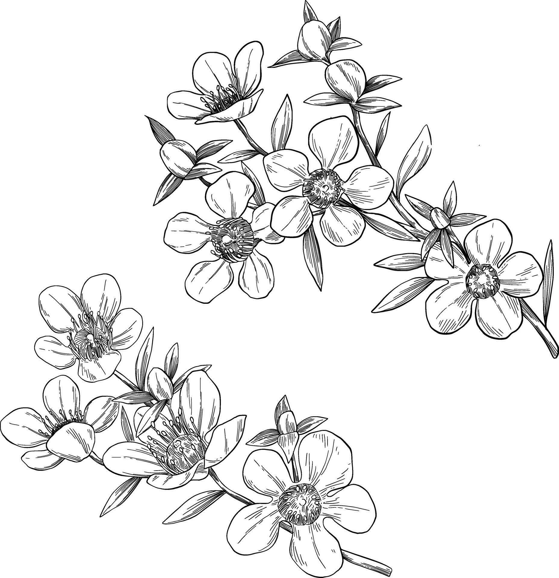 Manuka flower set botanical sketch illustration Stock Free