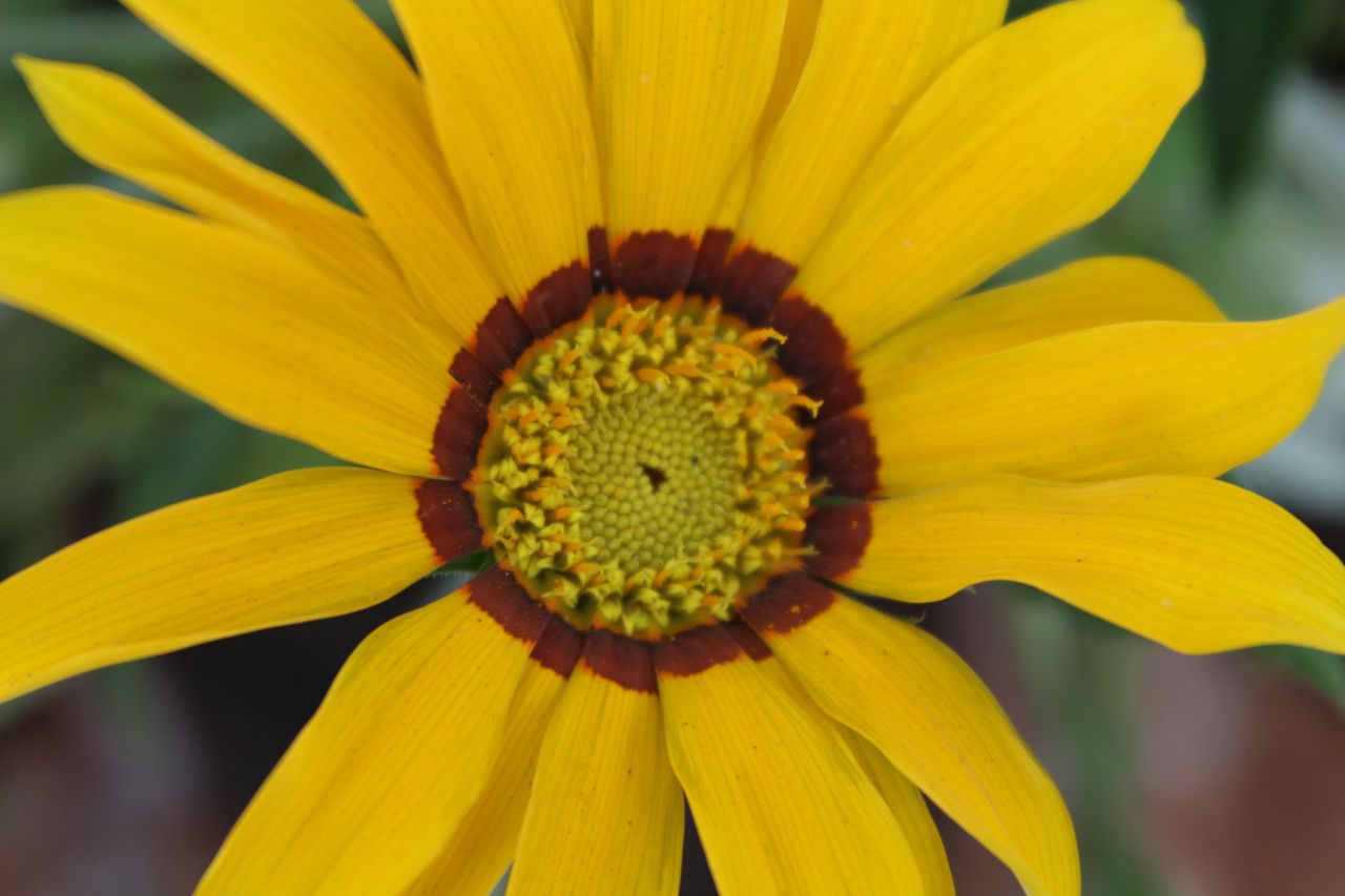 Sunflower Beautiful Close Stock Free