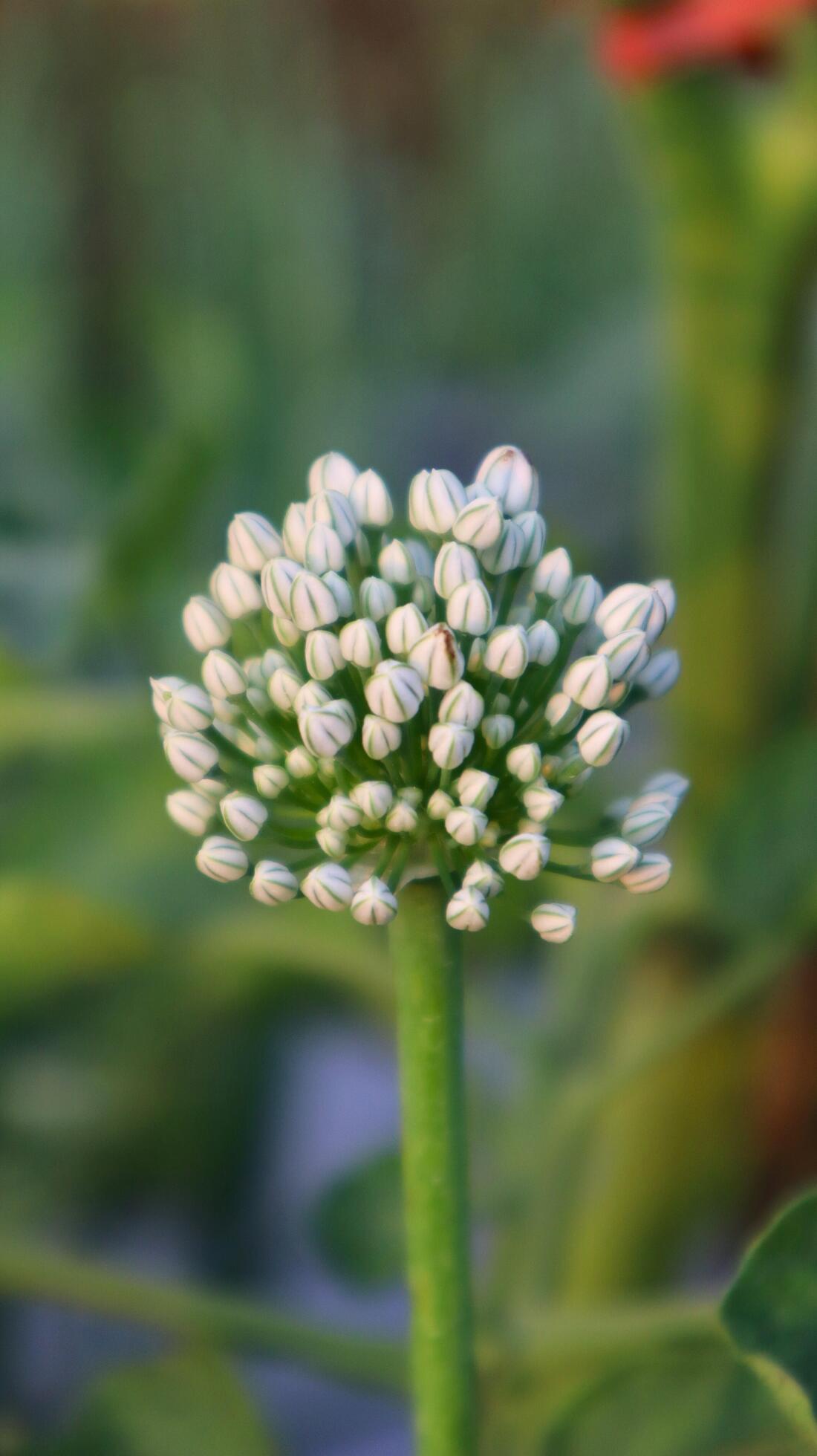 Close up flowers on plants Stock Free