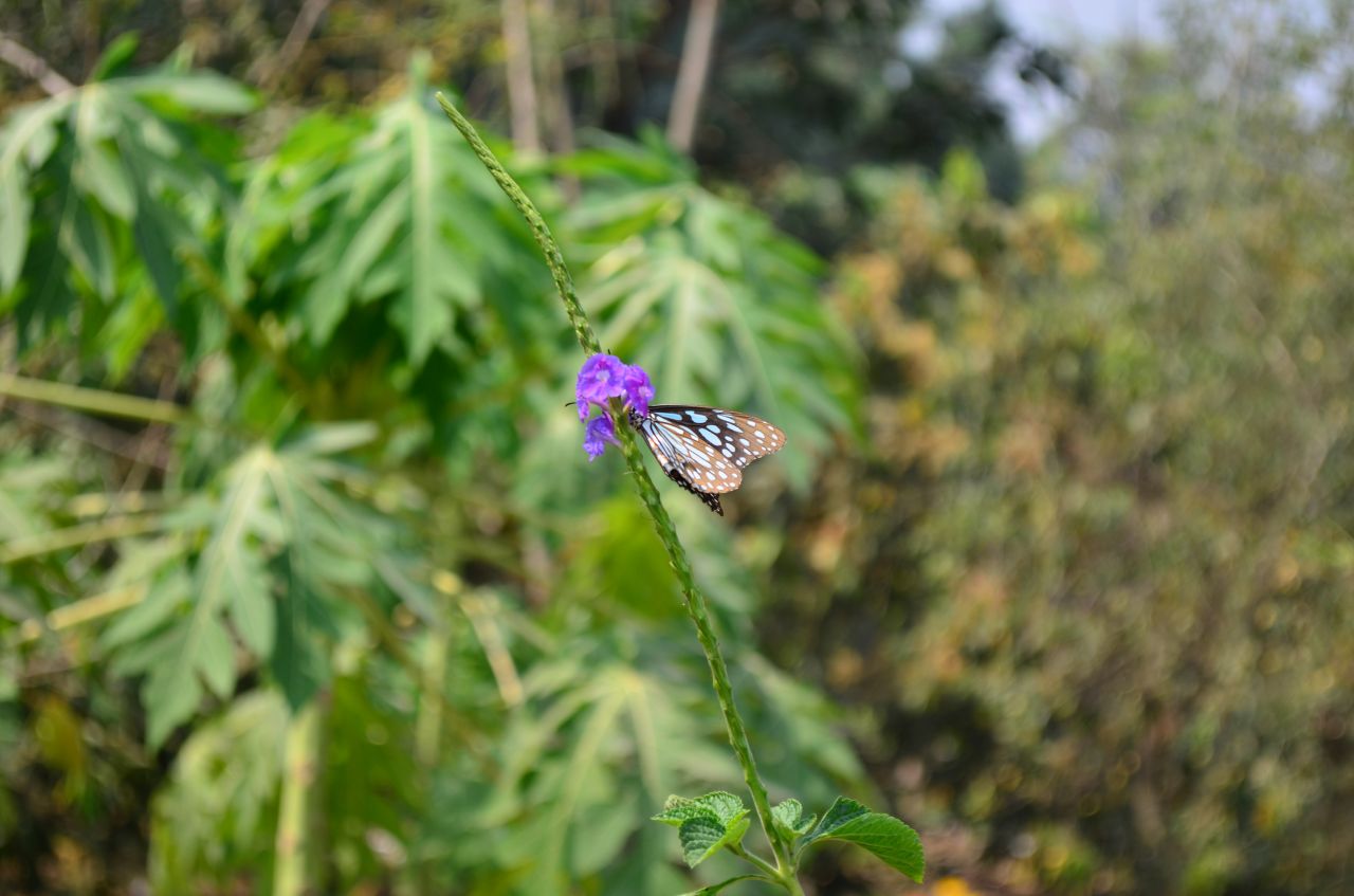 Blue Tiger Butterfly Beautiful Stock Free