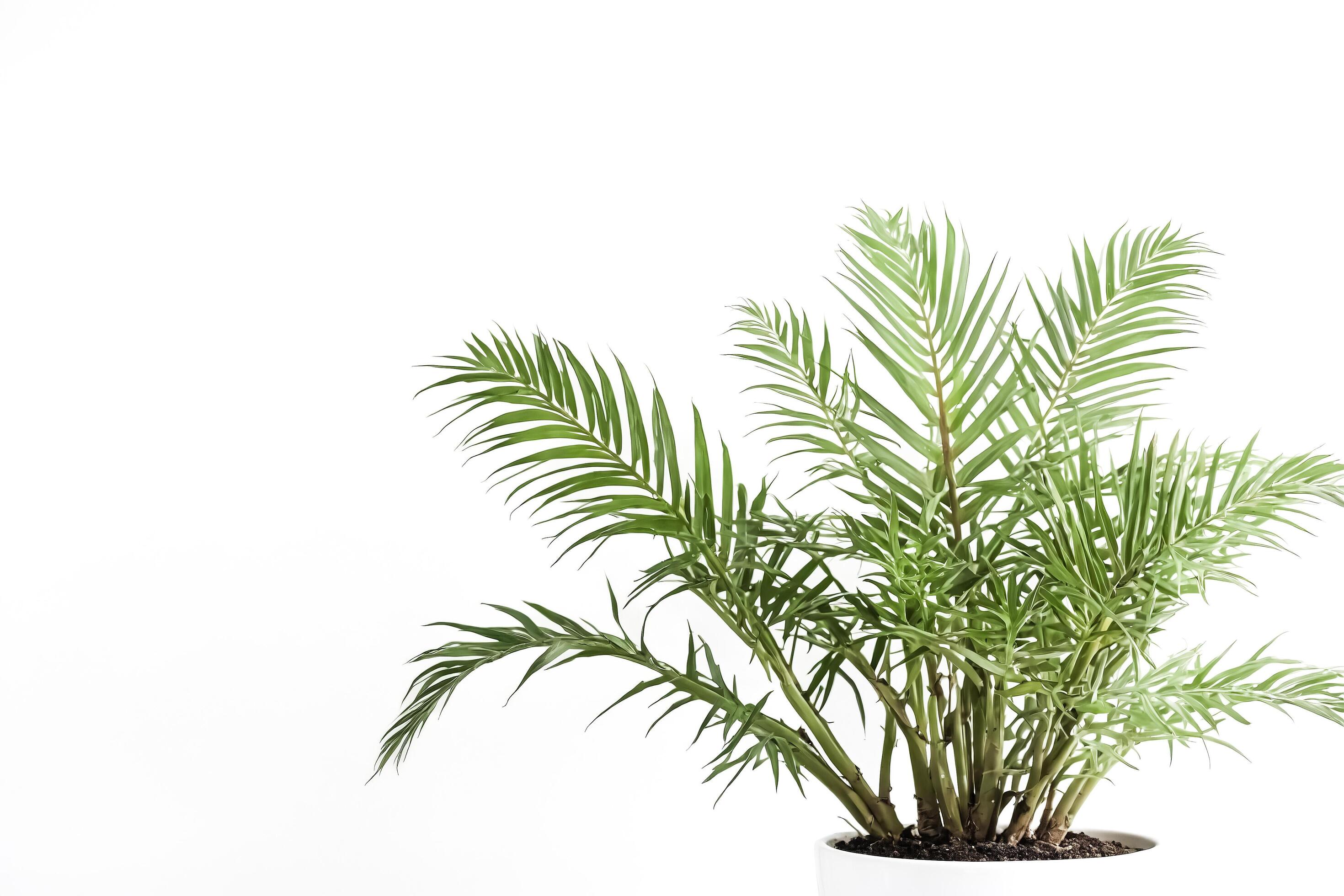 Green palm tree isolated on white background Stock Free