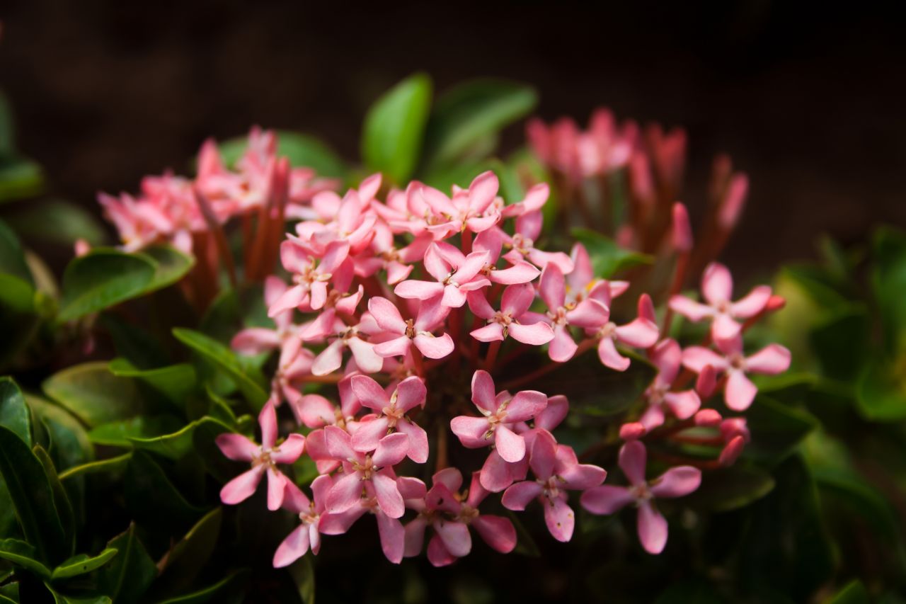 Small Pink Flowers Stock Free