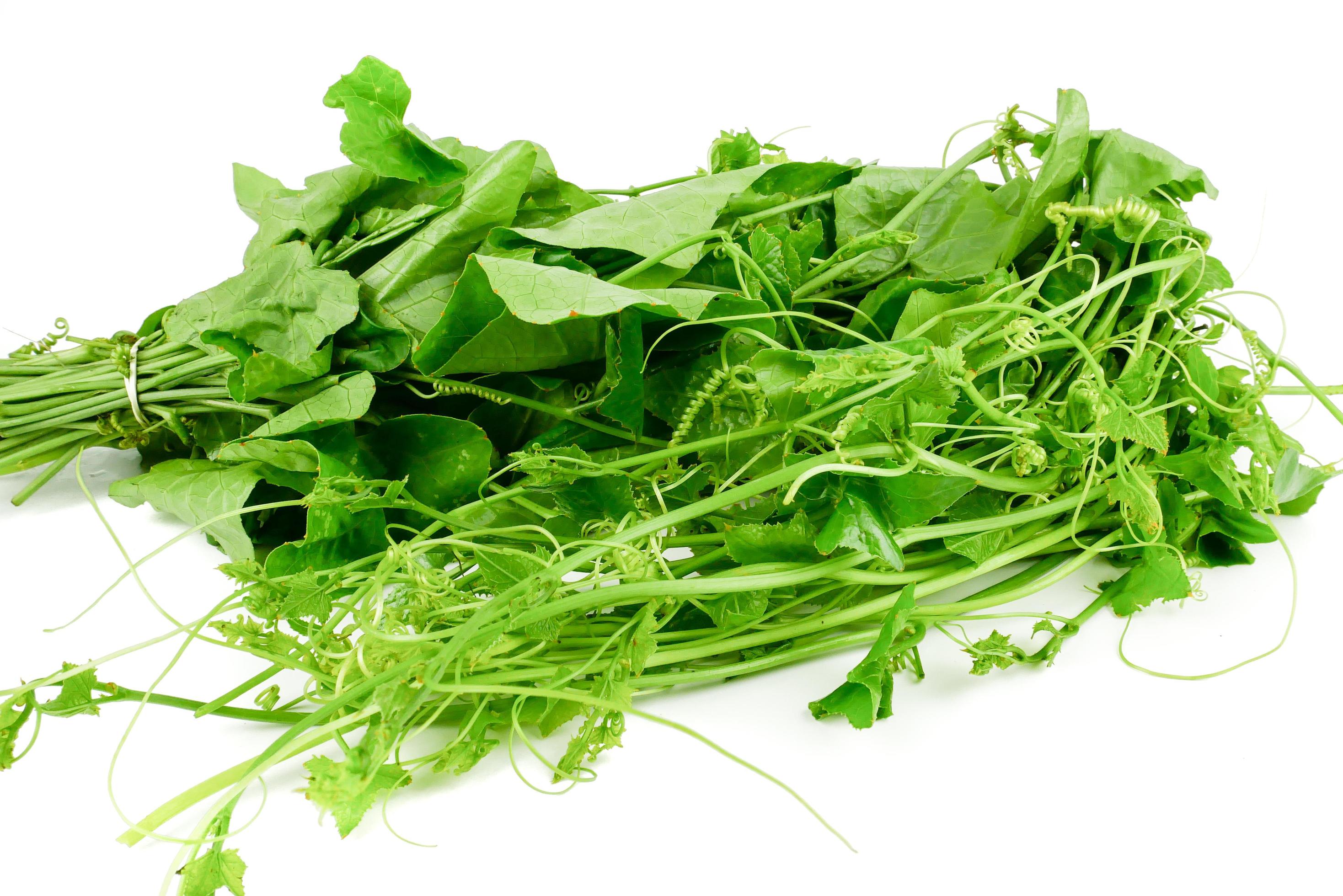 Bundle Lvy Gourd, Cocconia grandis Voigt, Coccinia leaves isolated on white background. Healthy food for slow down aging Stock Free