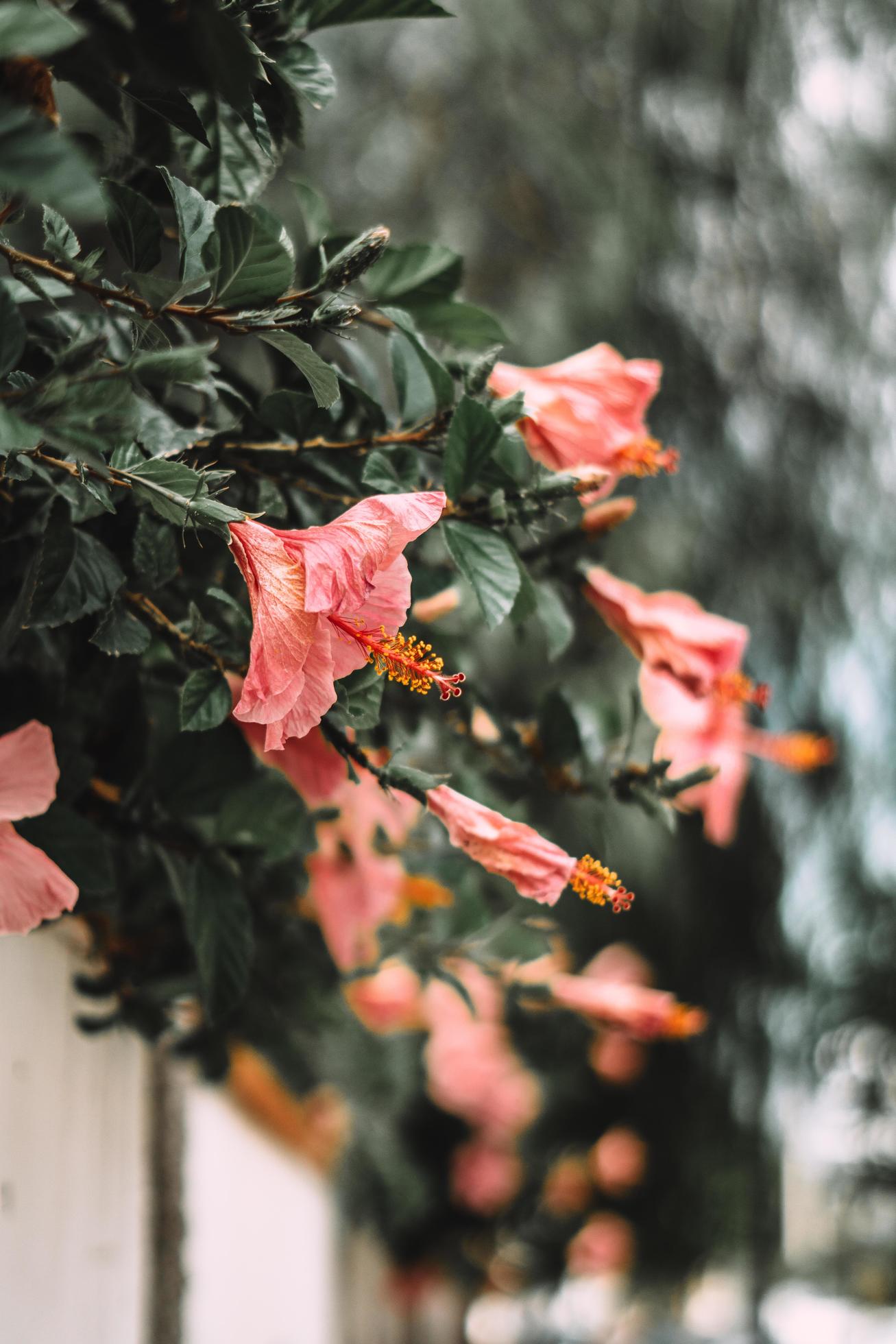 Row of pink hibiscus flowers Stock Free