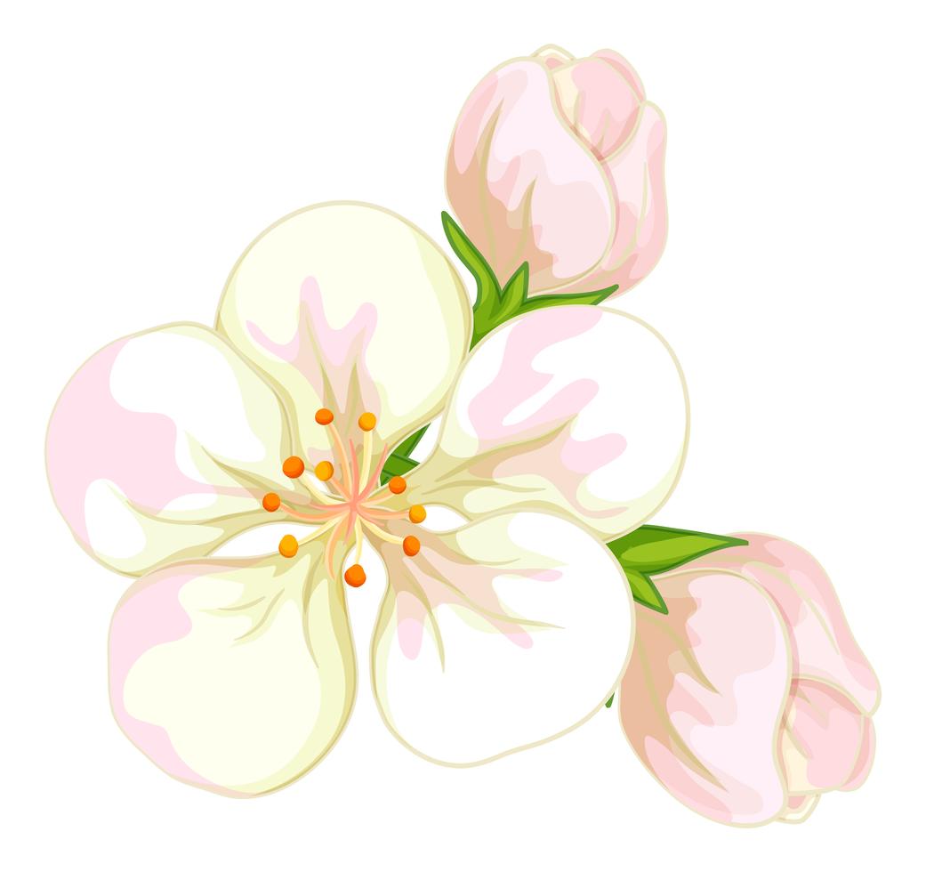 White flowers on white background Stock Free