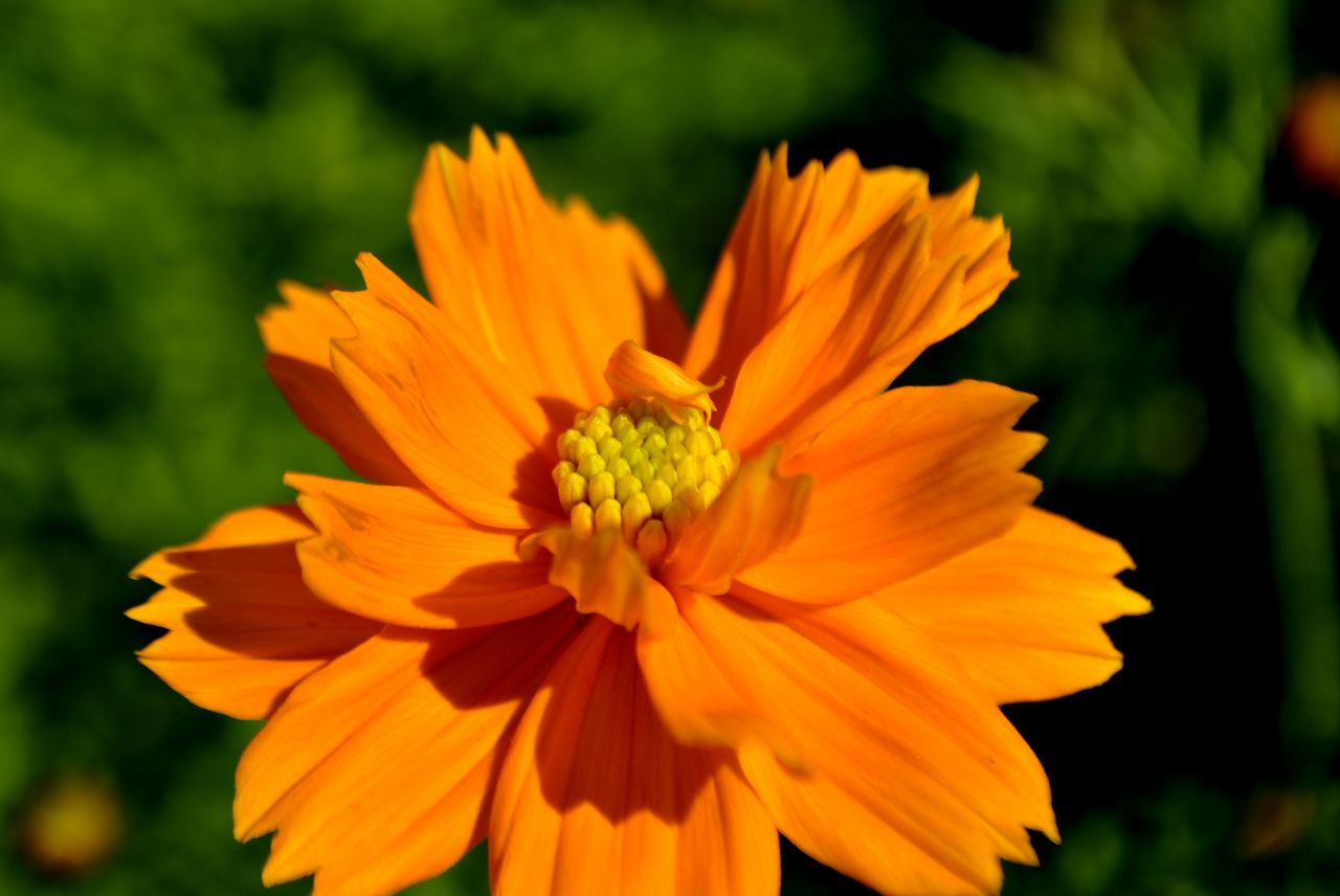 Orange Flower Stock Free