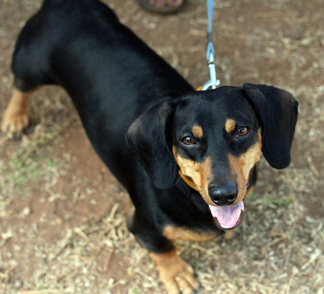 Dachshund Looking At Camera Stock Free