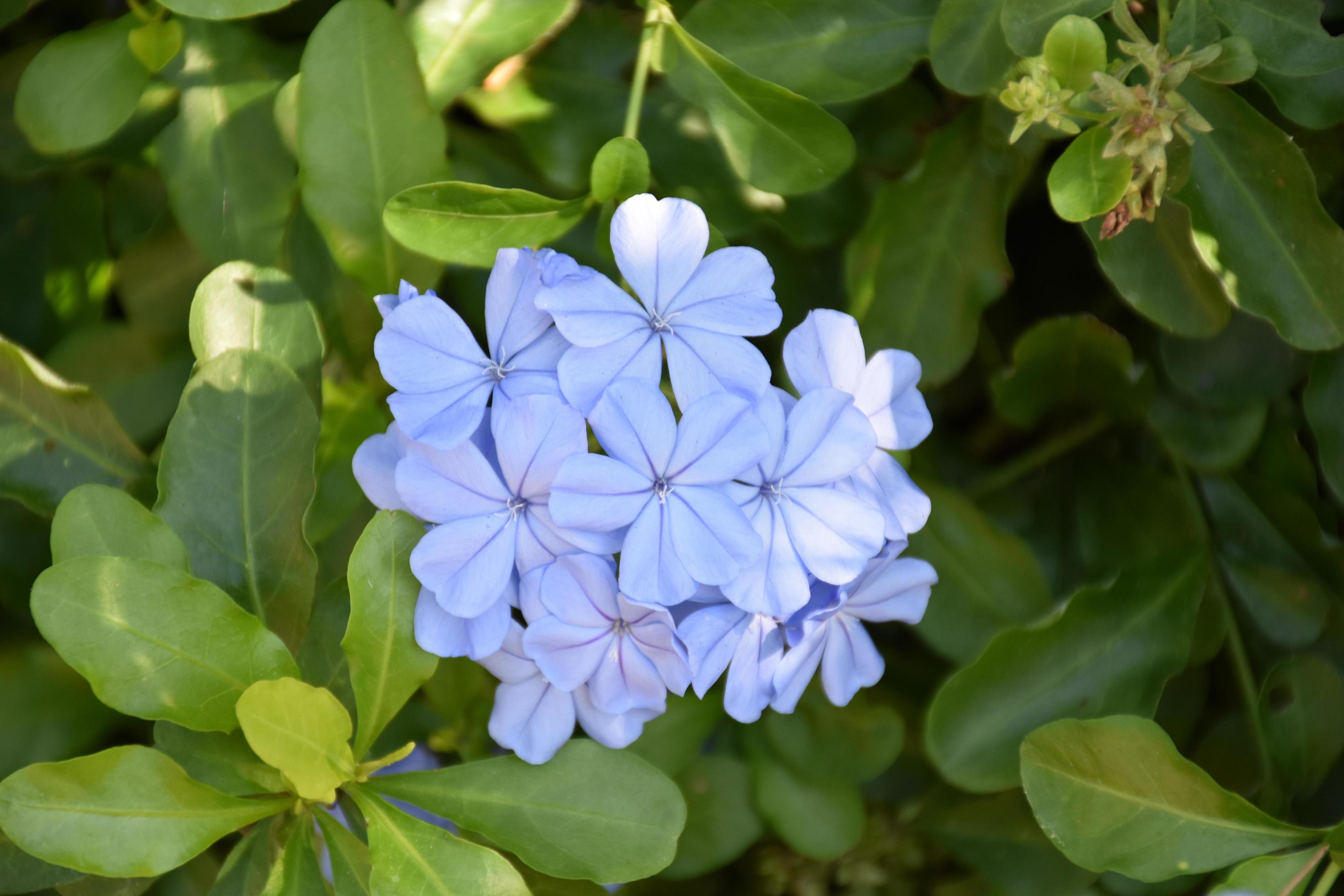 Phlox is a genus of 67 species of perennial and annual plants in the family Polemoniaceae. Stock Free