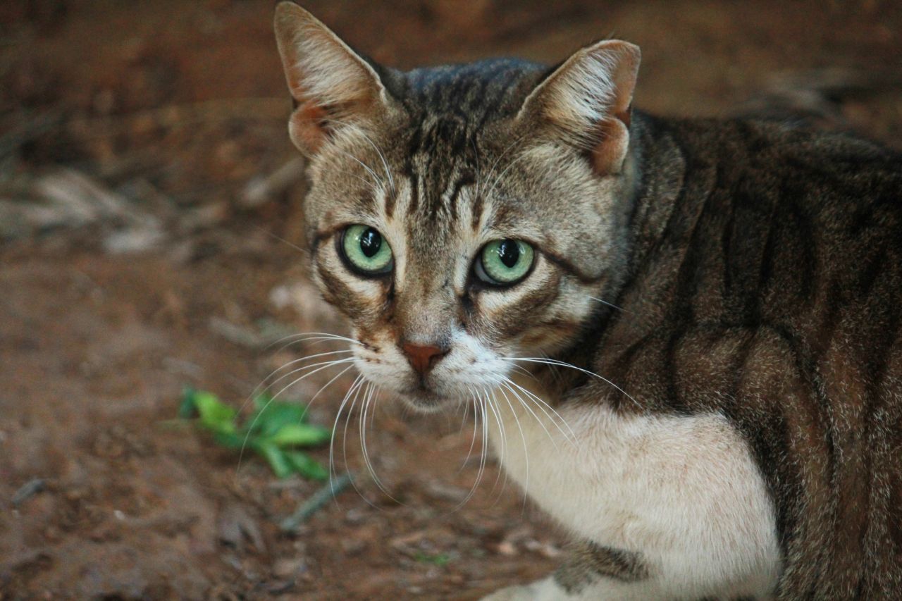 Cat Looking At Camera Stock Free