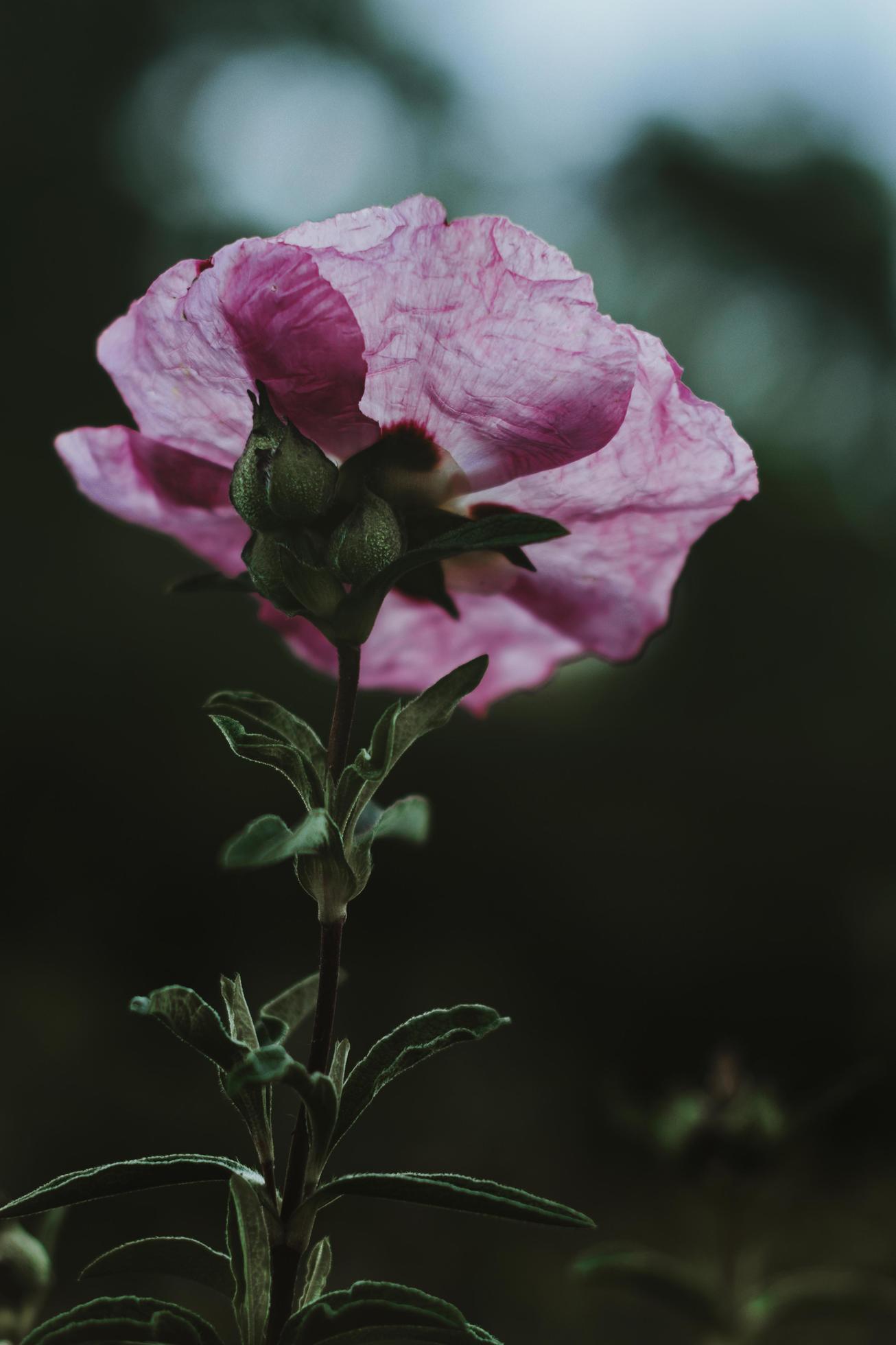 Pink flower petals lit in sunlight Stock Free