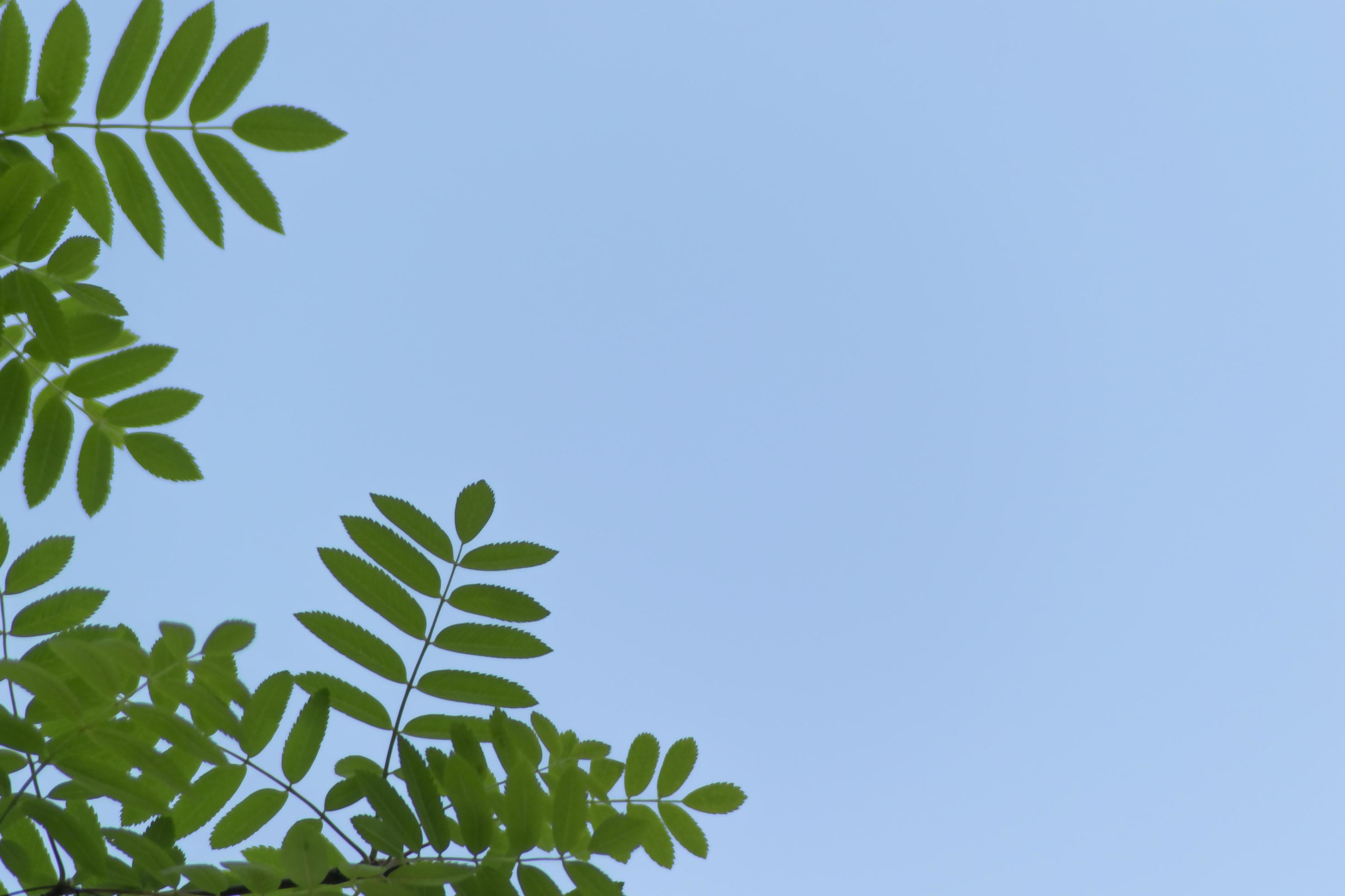 abstract green bokeh nature leaves texture on blue sky background Stock Free