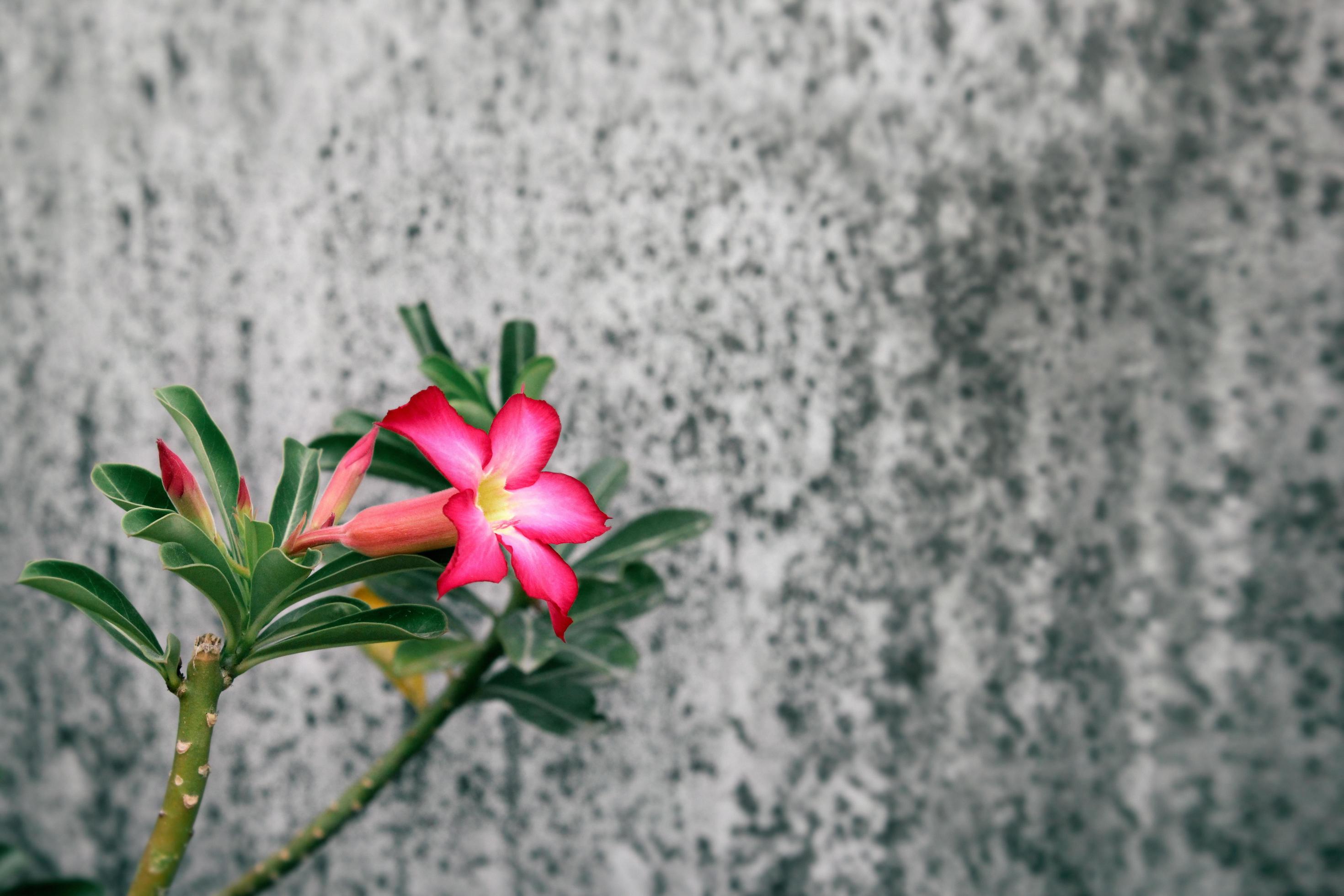 Bright pink flower Stock Free