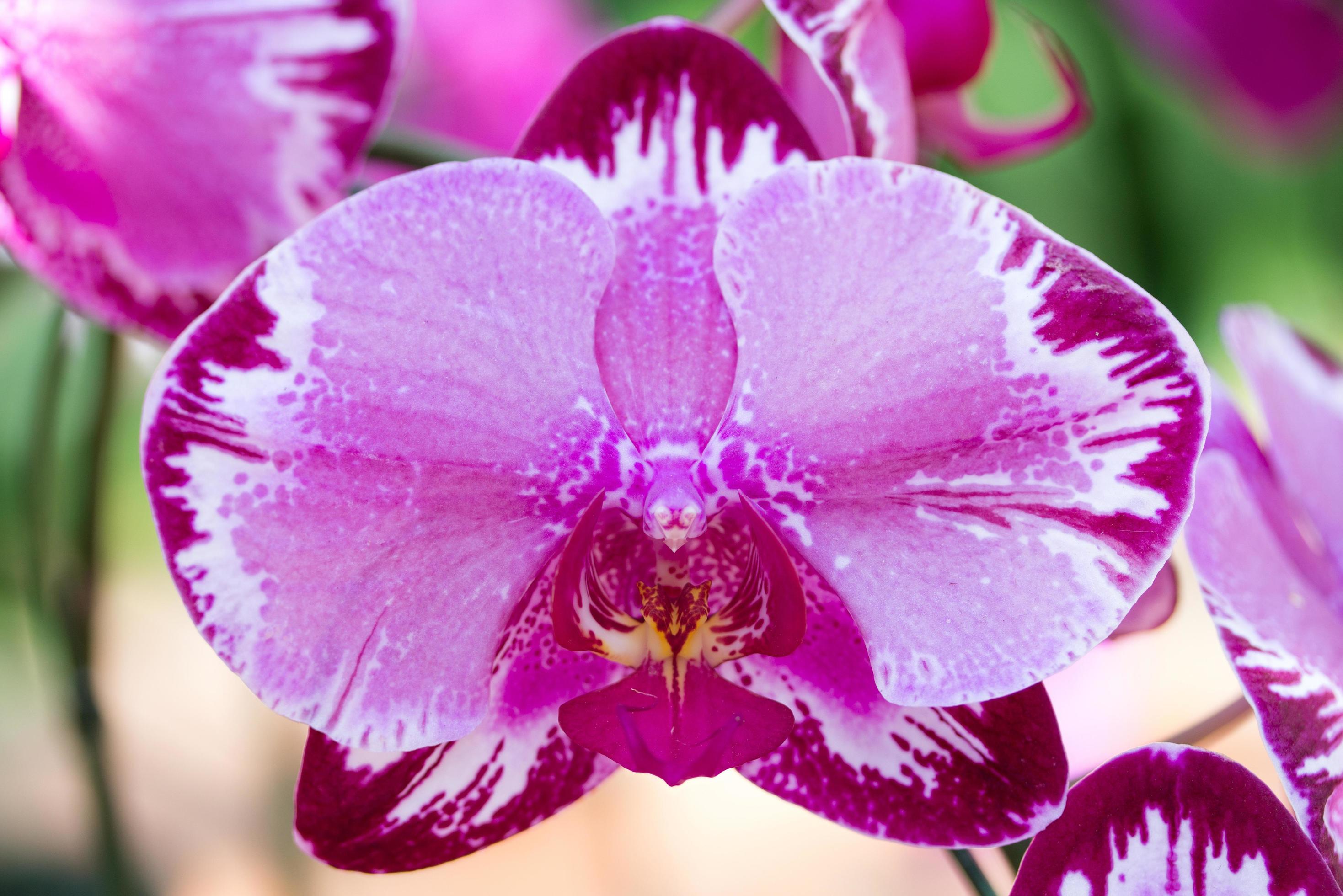 Purple phalaenopsis orchid flower Stock Free