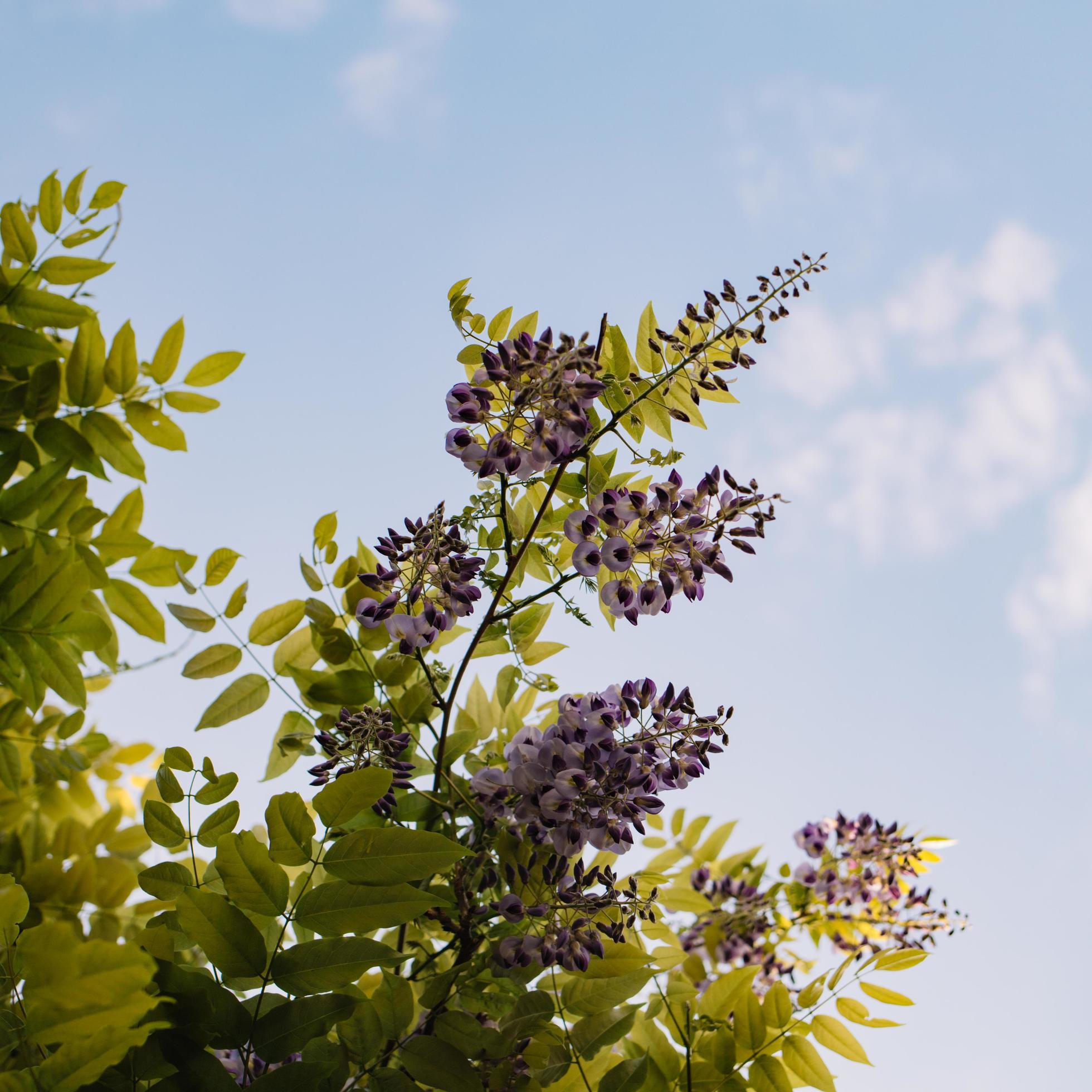 Flowering green tree Stock Free