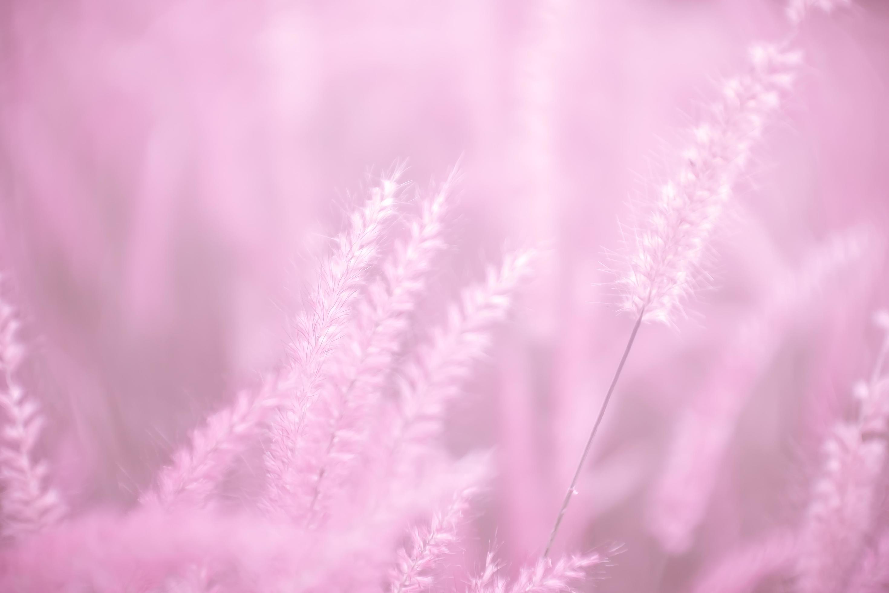 pink grass flowers,Soft focus,Nature blur pink background. Stock Free