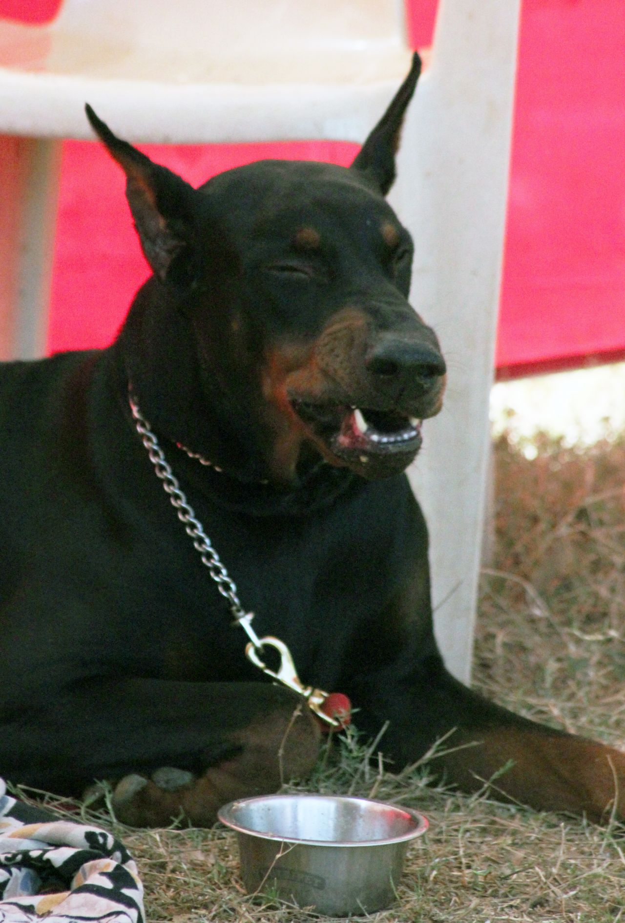 Doberman Pinscher Ground Stock Free