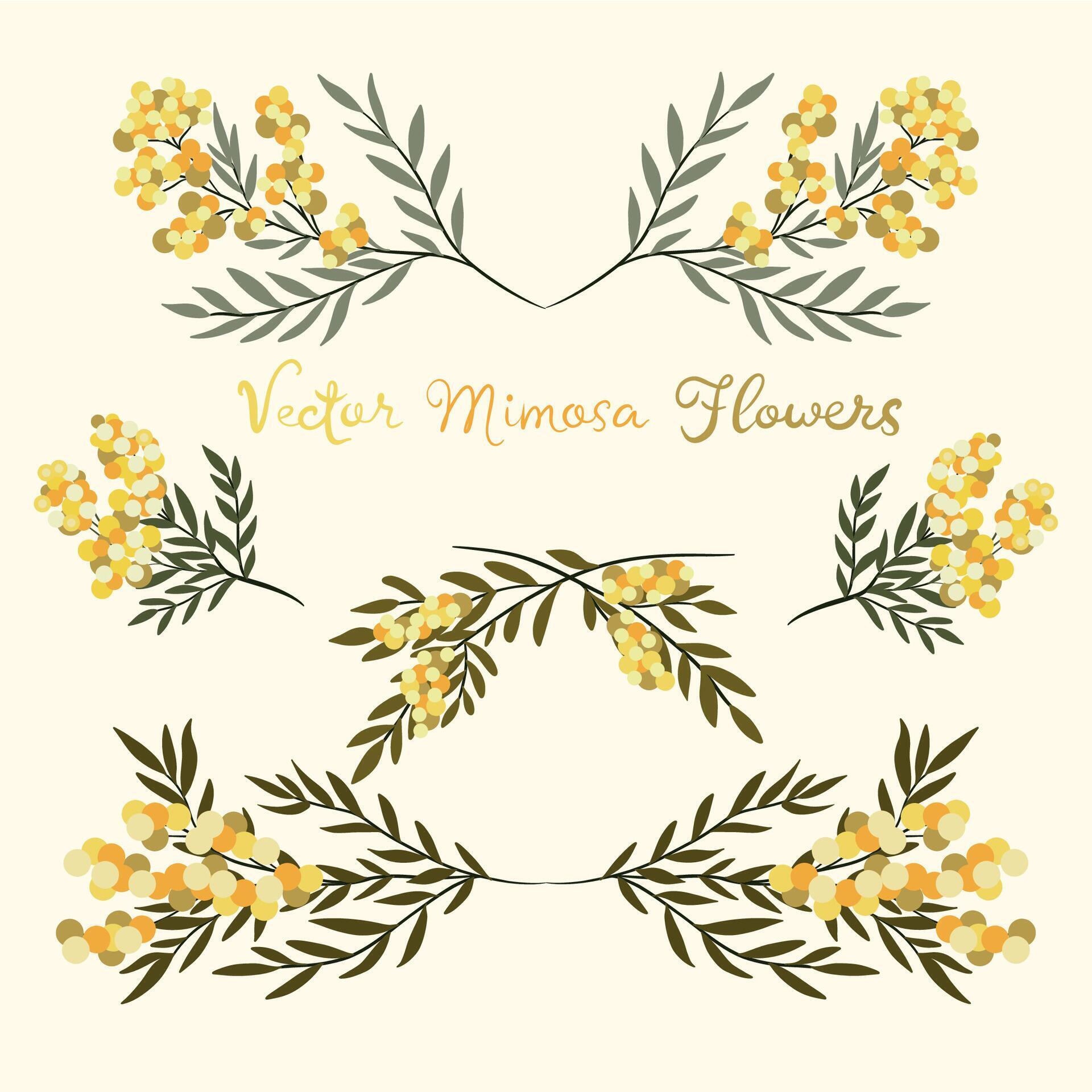 Set of mimosa flowers and leaves isolated on white background. Floral design elements. spring illustration. Stock Free