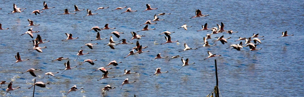 Flamingos Fly Stock Free