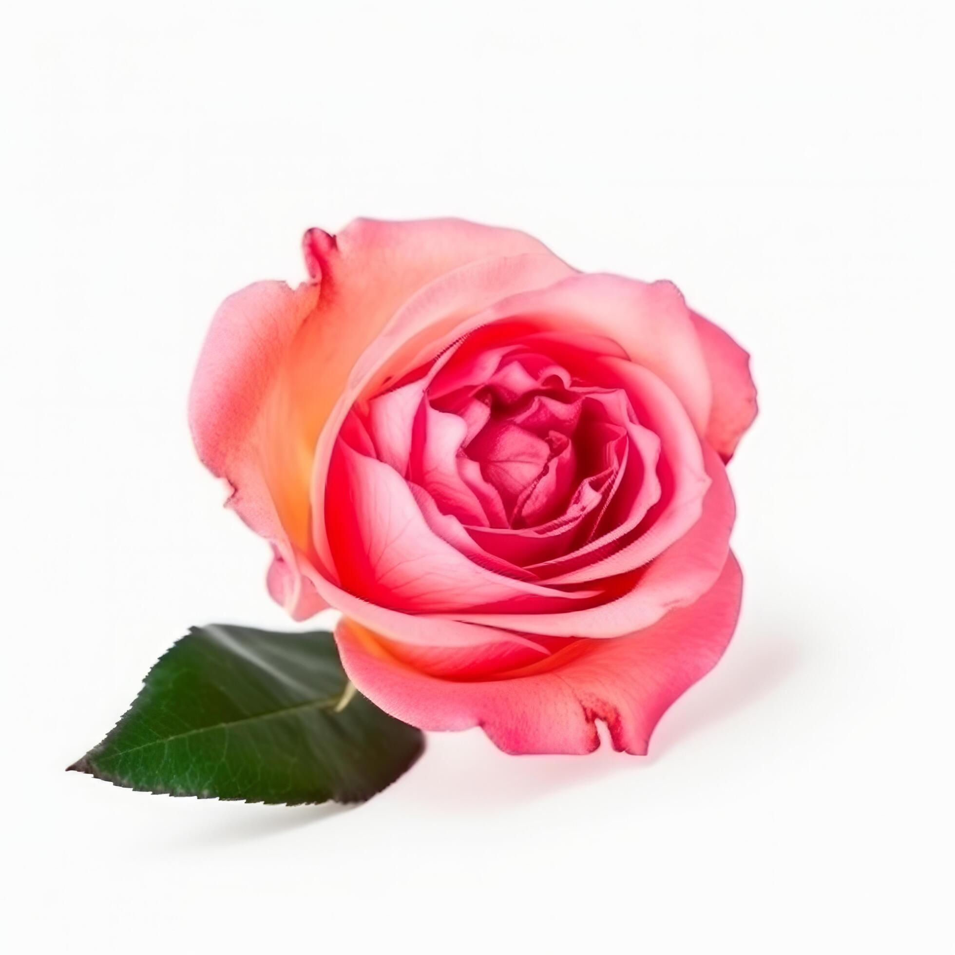 Rose flower isolated. Illustration Stock Free