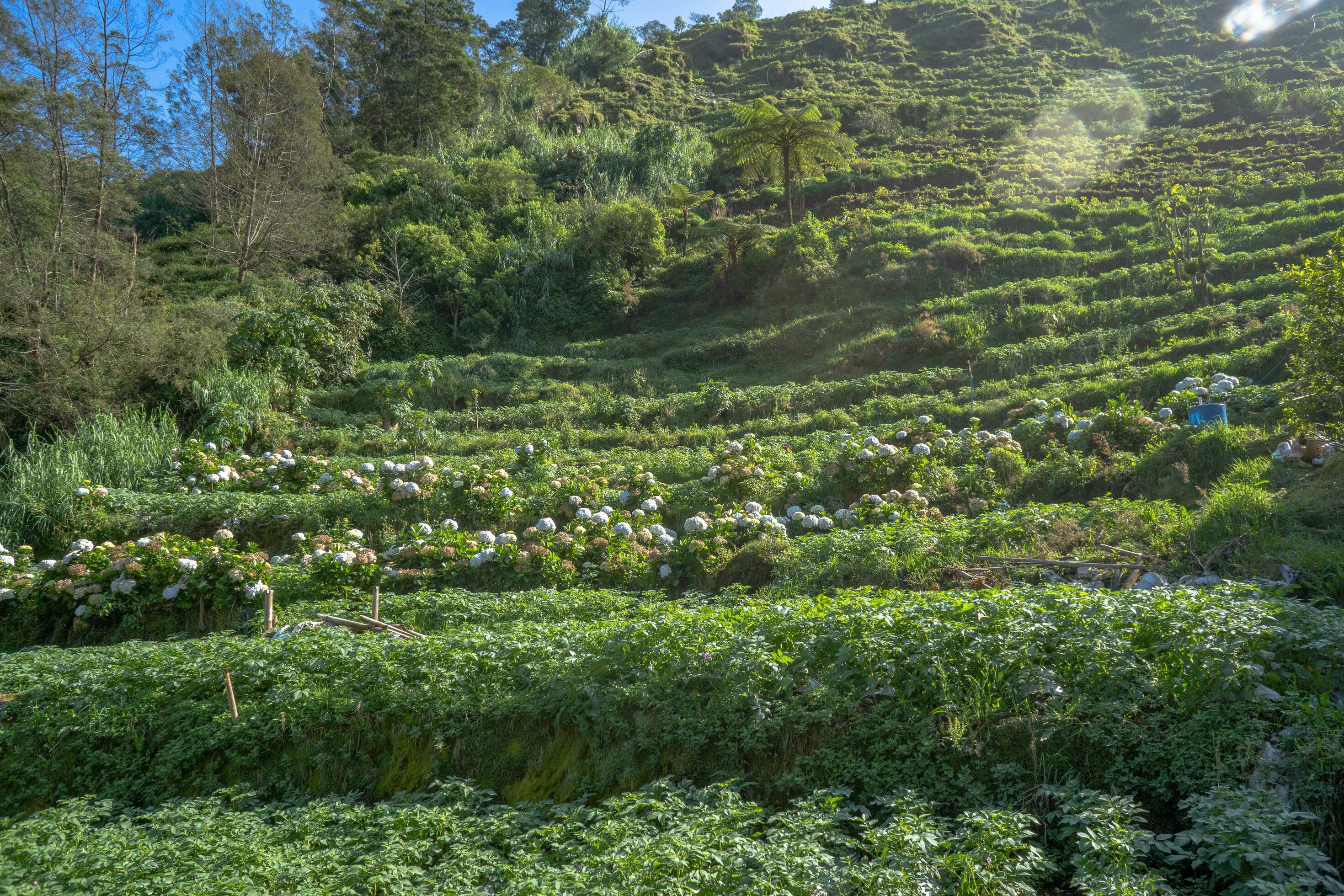 High ground garden when spring season with sun ray. The photo is suitable to use for garden field content media, nature poster and farm background. Stock Free