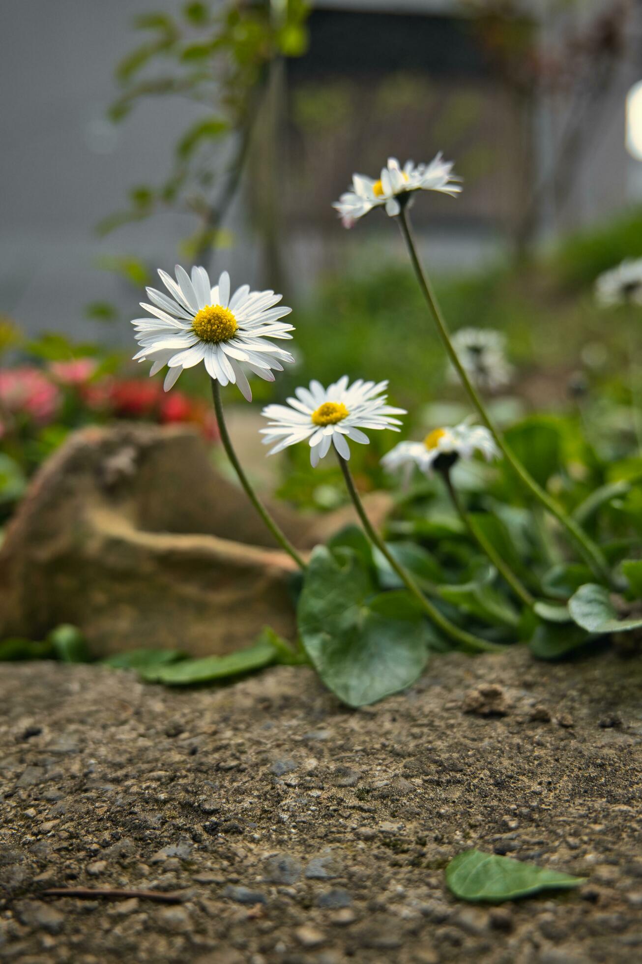 Closeup shot of beautiful spring flowers daisies in the garden Stock Free