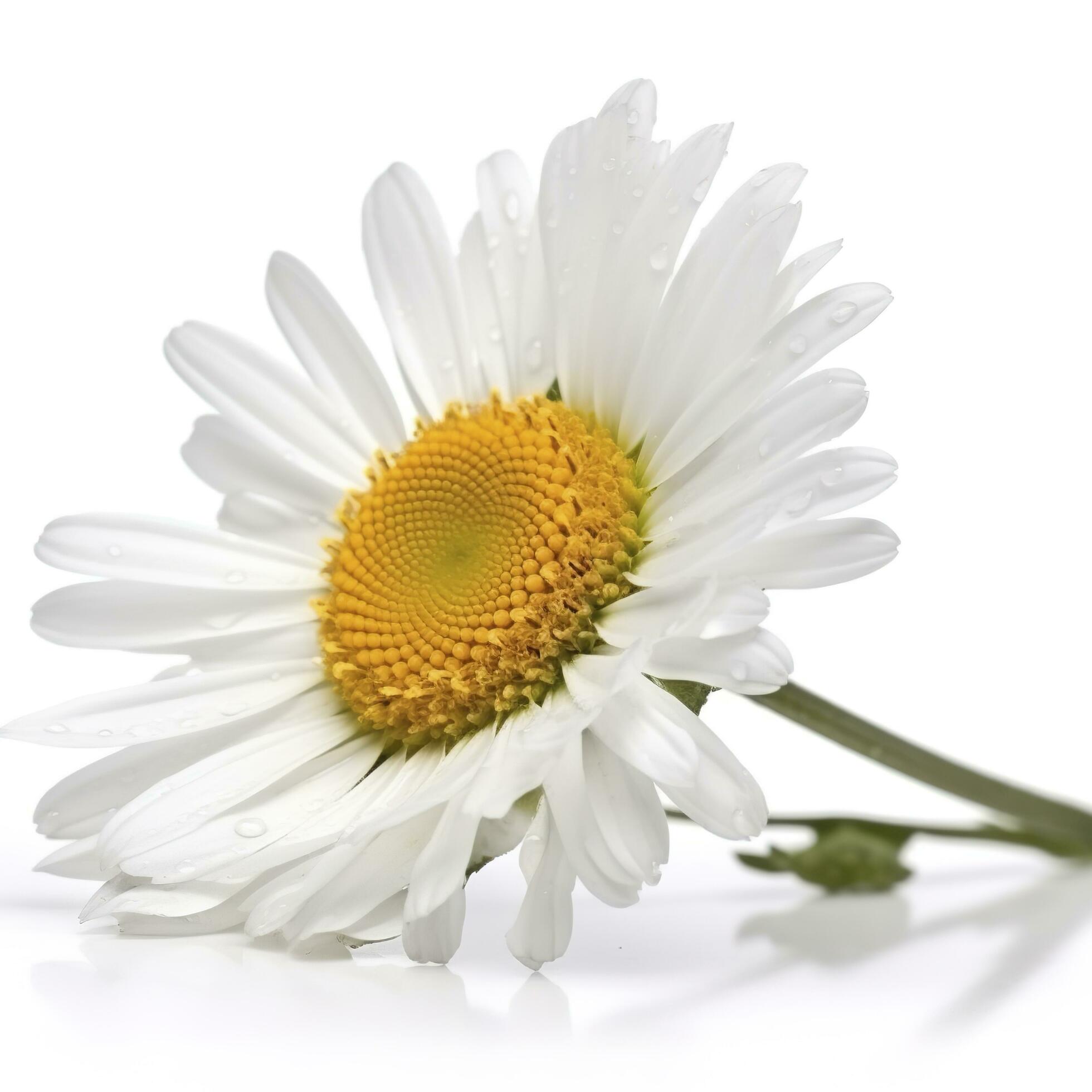 Daisy flower with isolated on white background, generate ai Stock Free