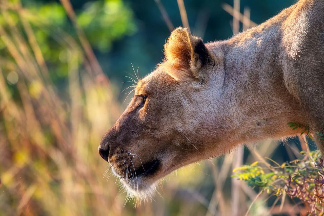 A Lioness Stock Free