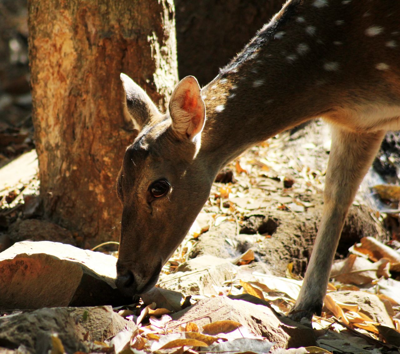 Deer Face Closeup Stock Free