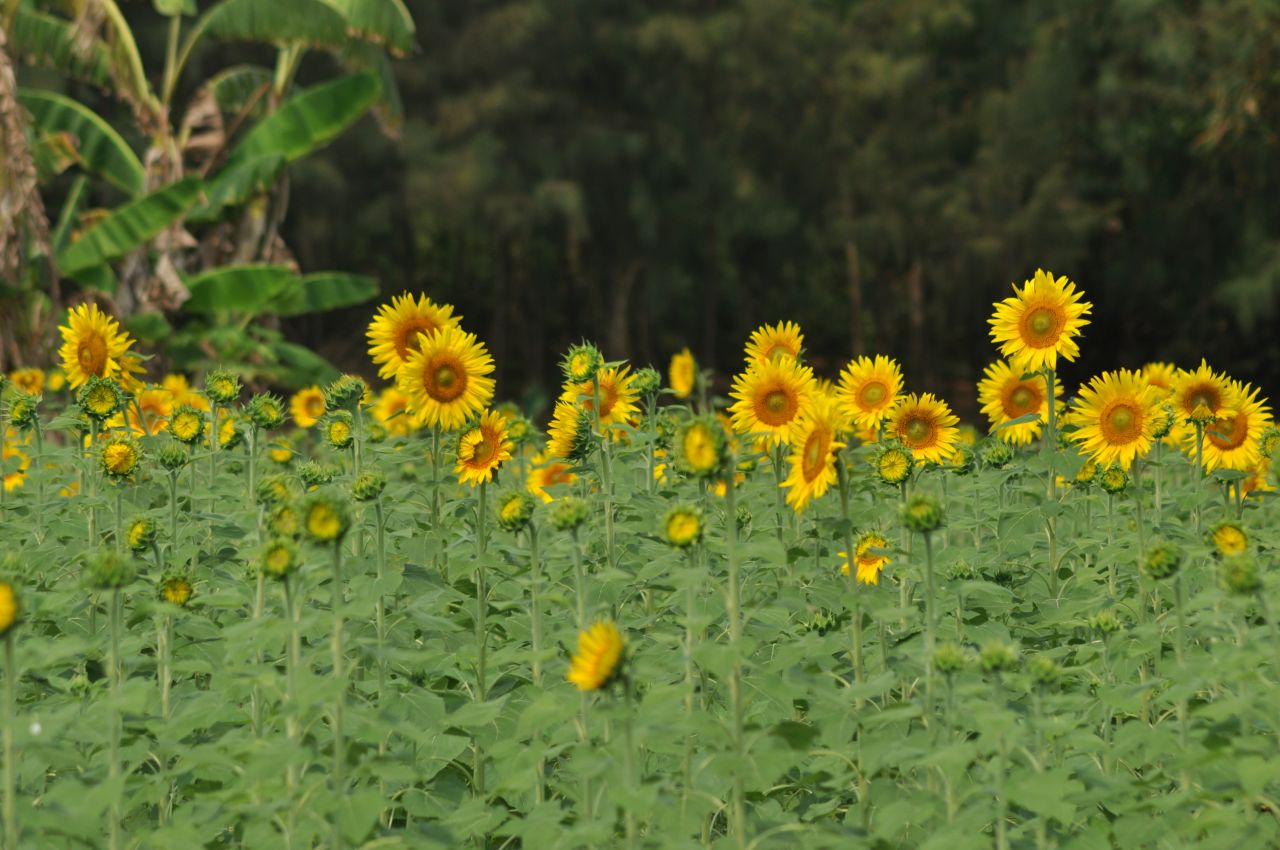 Sunflower Garden Stock Free