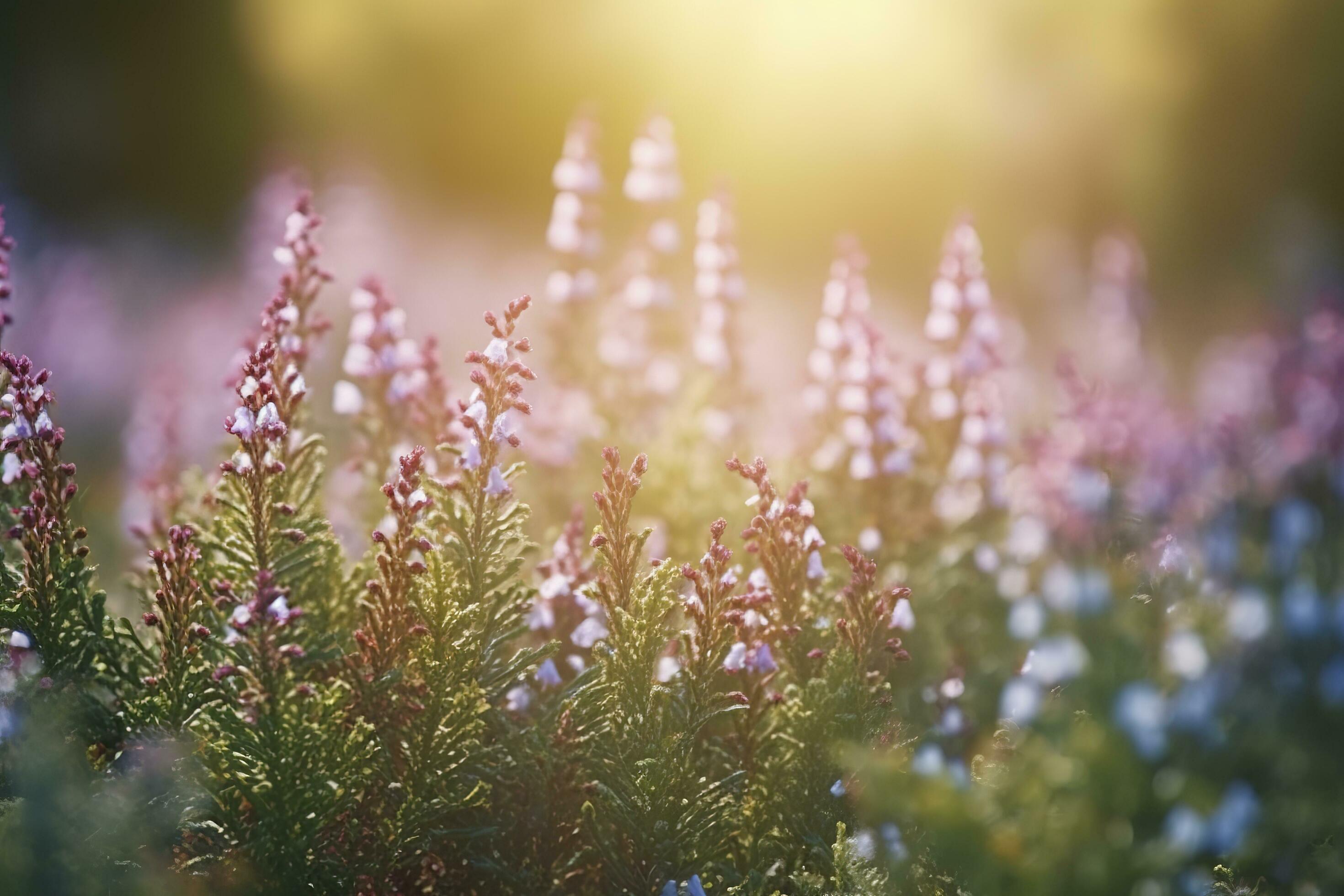 Erica Flower Field, Summer Season, Bokeh Effect , generate ai Stock Free