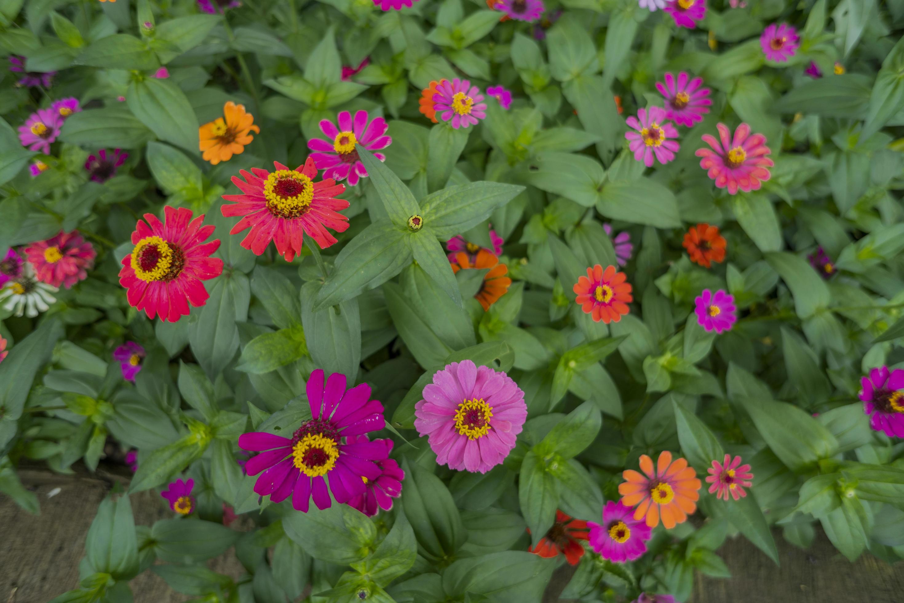 Close up photo of wild pink flower on spring time. The photo is suitable to use for nature background and content media social. Stock Free