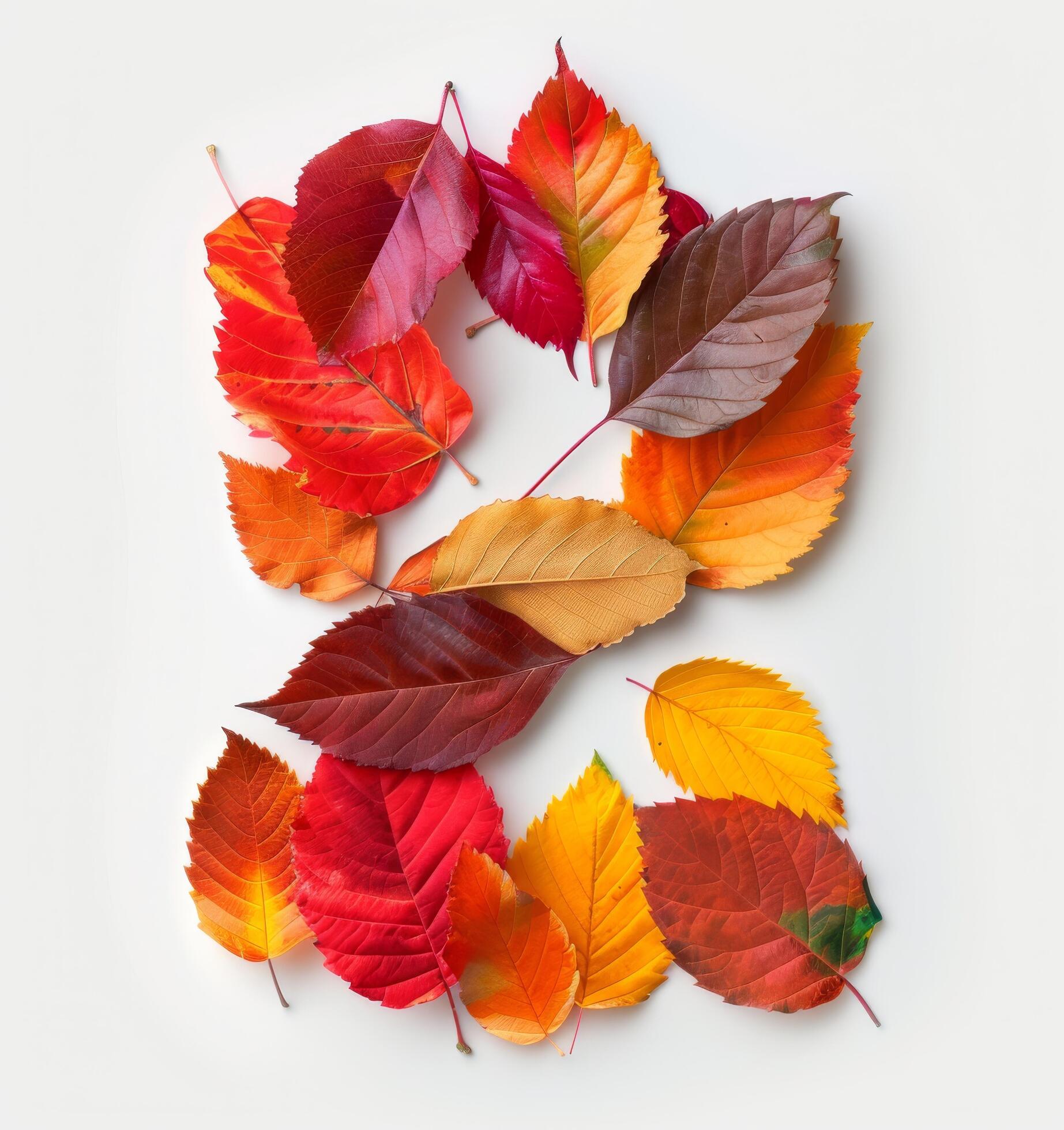 Colorful Autumn Leaves Forming The Number Two On A White Background Stock Free