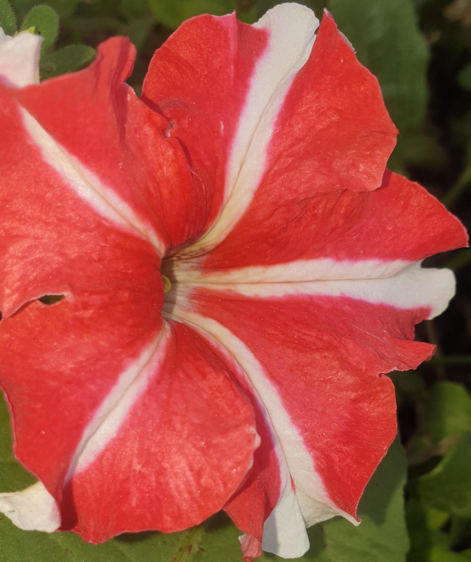 Petunia free flower Stock Free