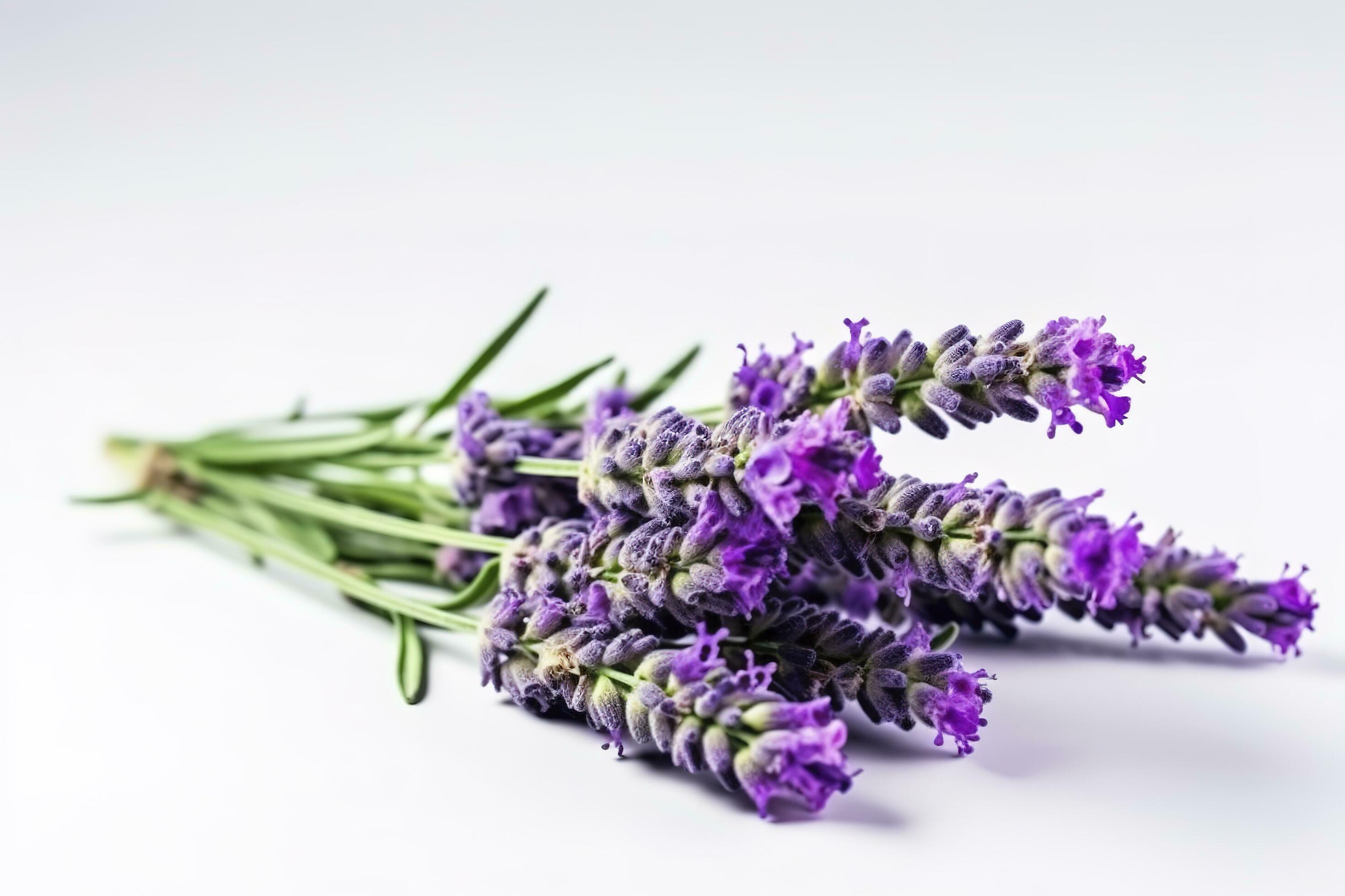 Beautiful lavender flowers on white background, generate ai Stock Free