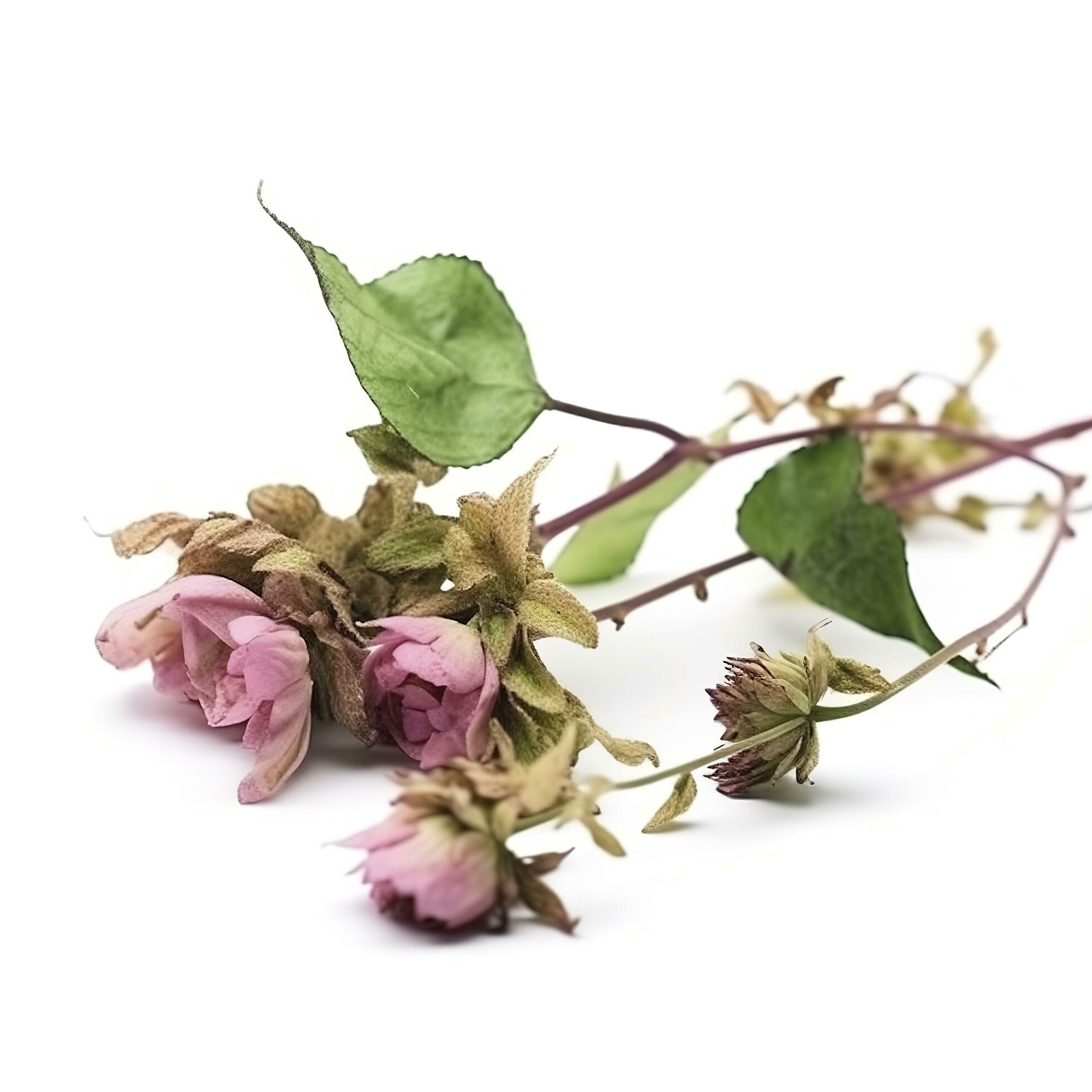 Green vine plant with dried pink flowers isolated on white background, generate ai Stock Free